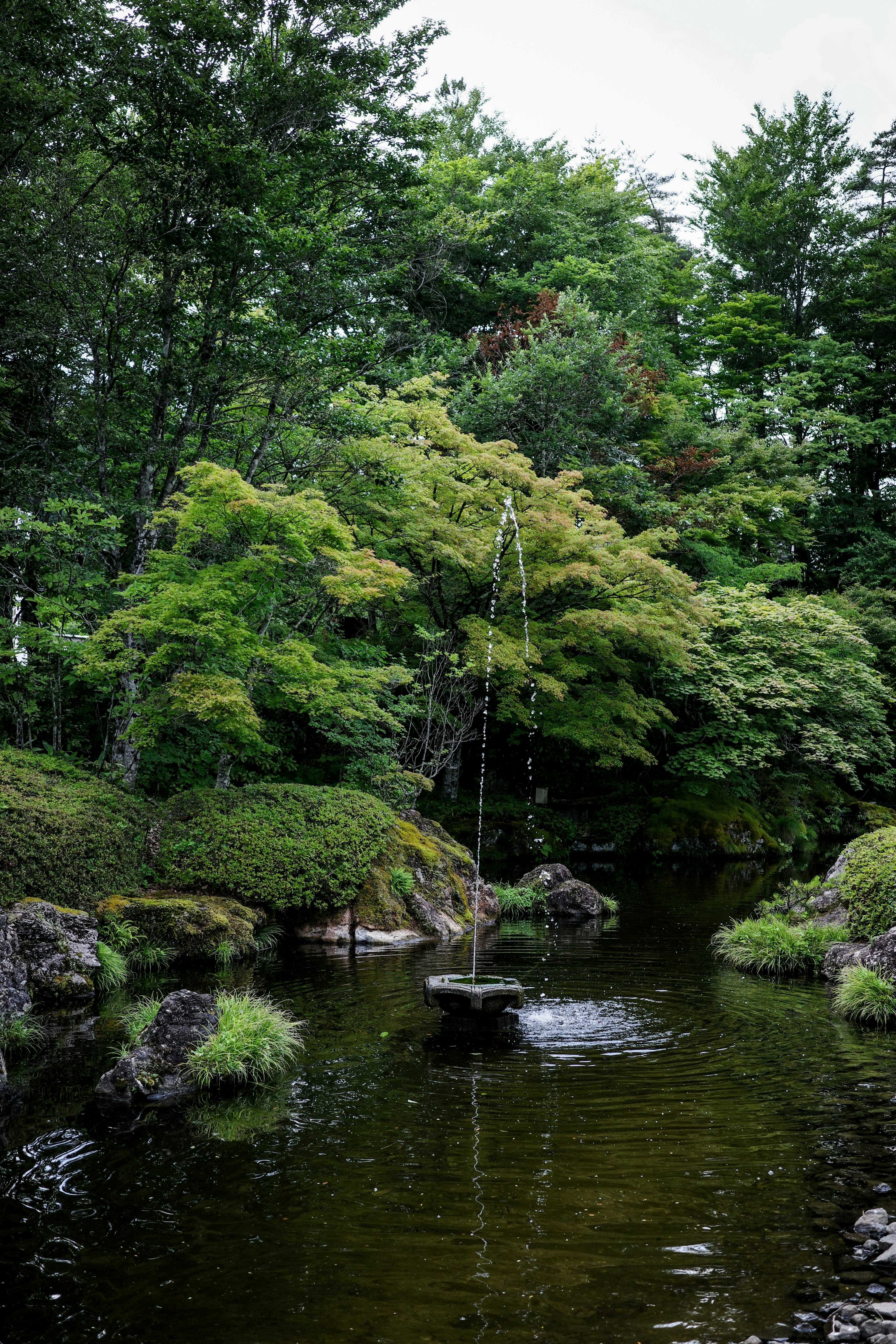 緑豊かな庭にある池と木々の風景