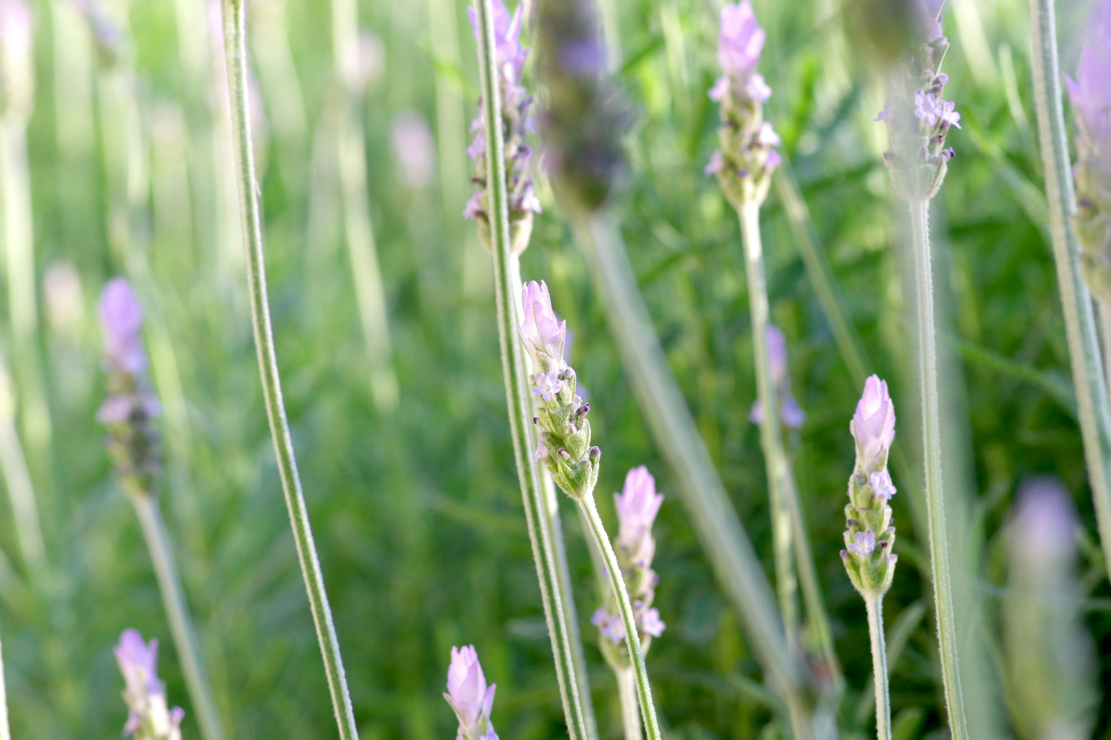 Delicate purple lavender flowers rising against a lush green background