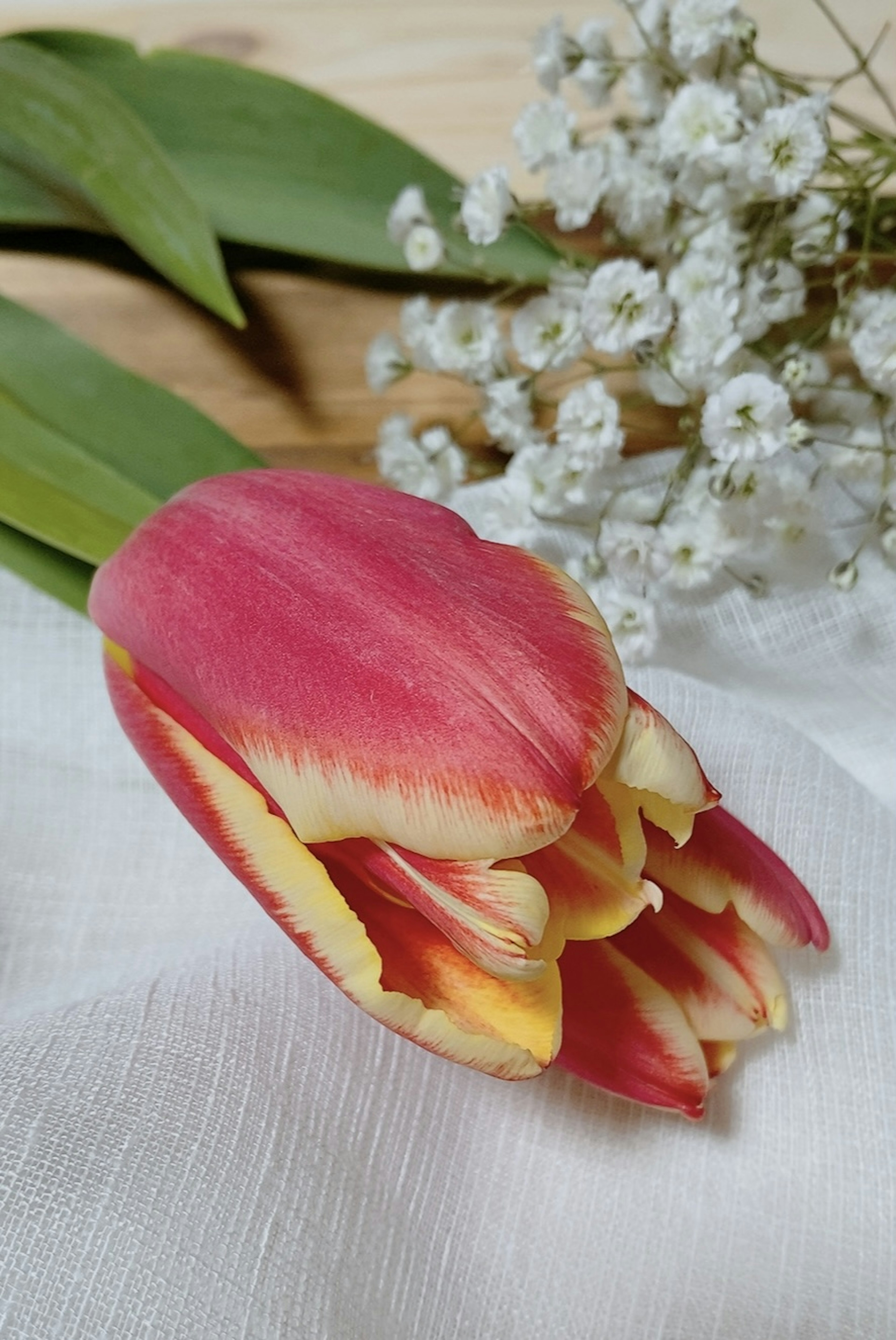 A pink and yellow tulip alongside baby breath flowers on white fabric