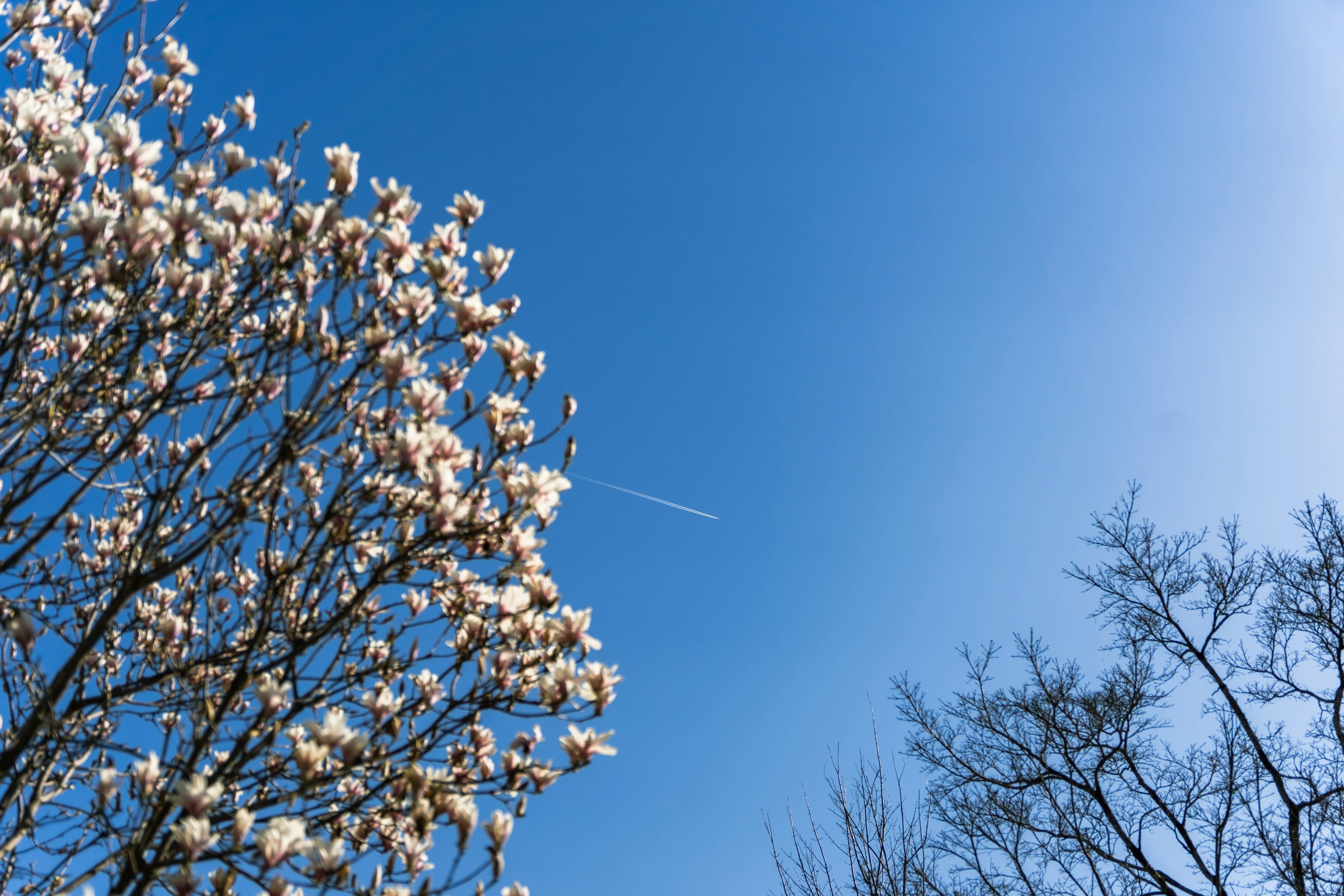 Blühender Baum unter klarem blauen Himmel mit Kondensstreifen