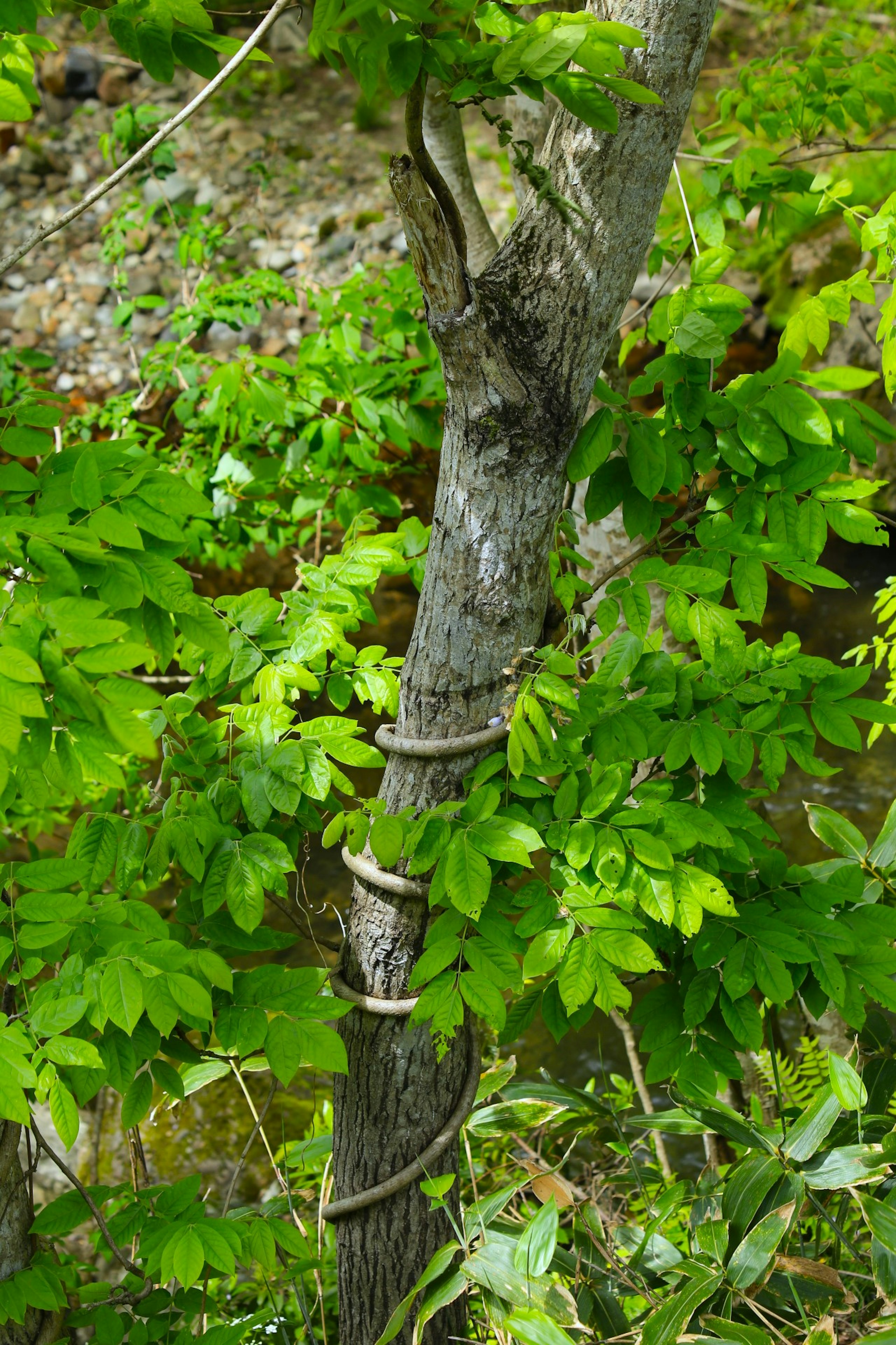 Tronc d'arbre enlacé par des vignes entouré de feuilles vertes