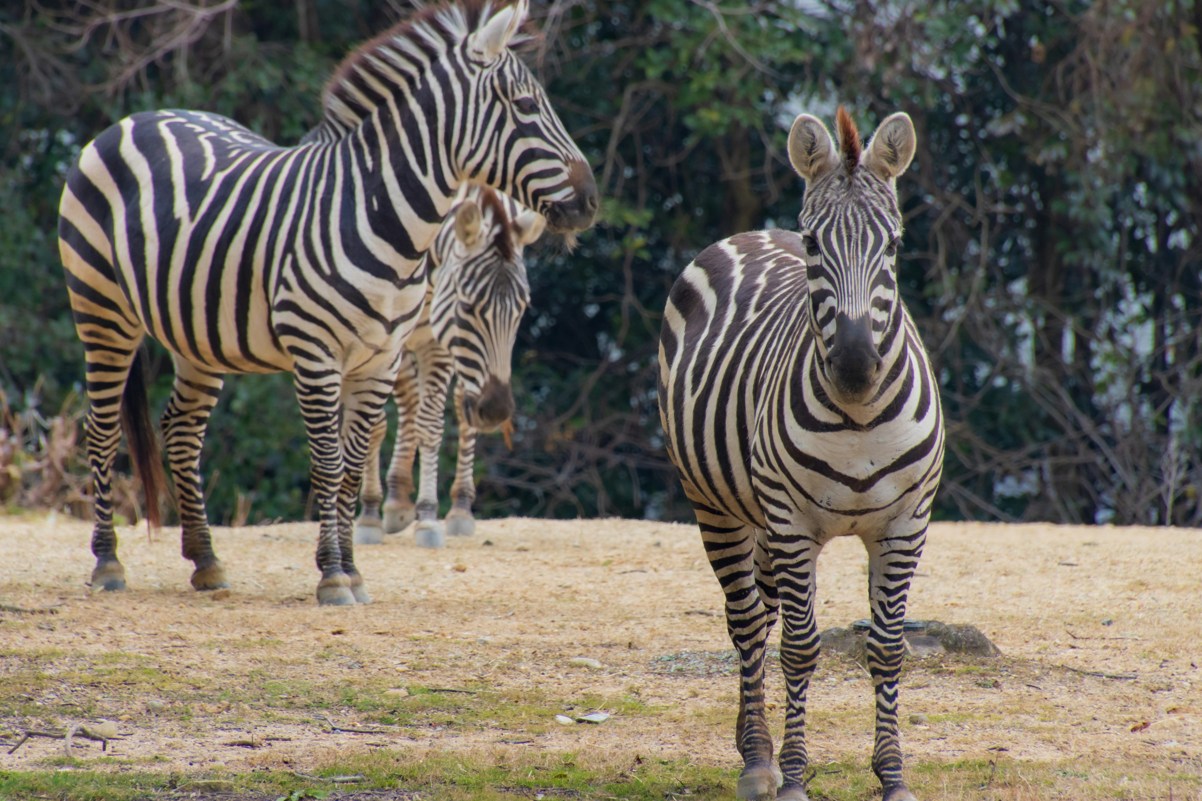 Tiga zebra berdiri di lingkungan alami