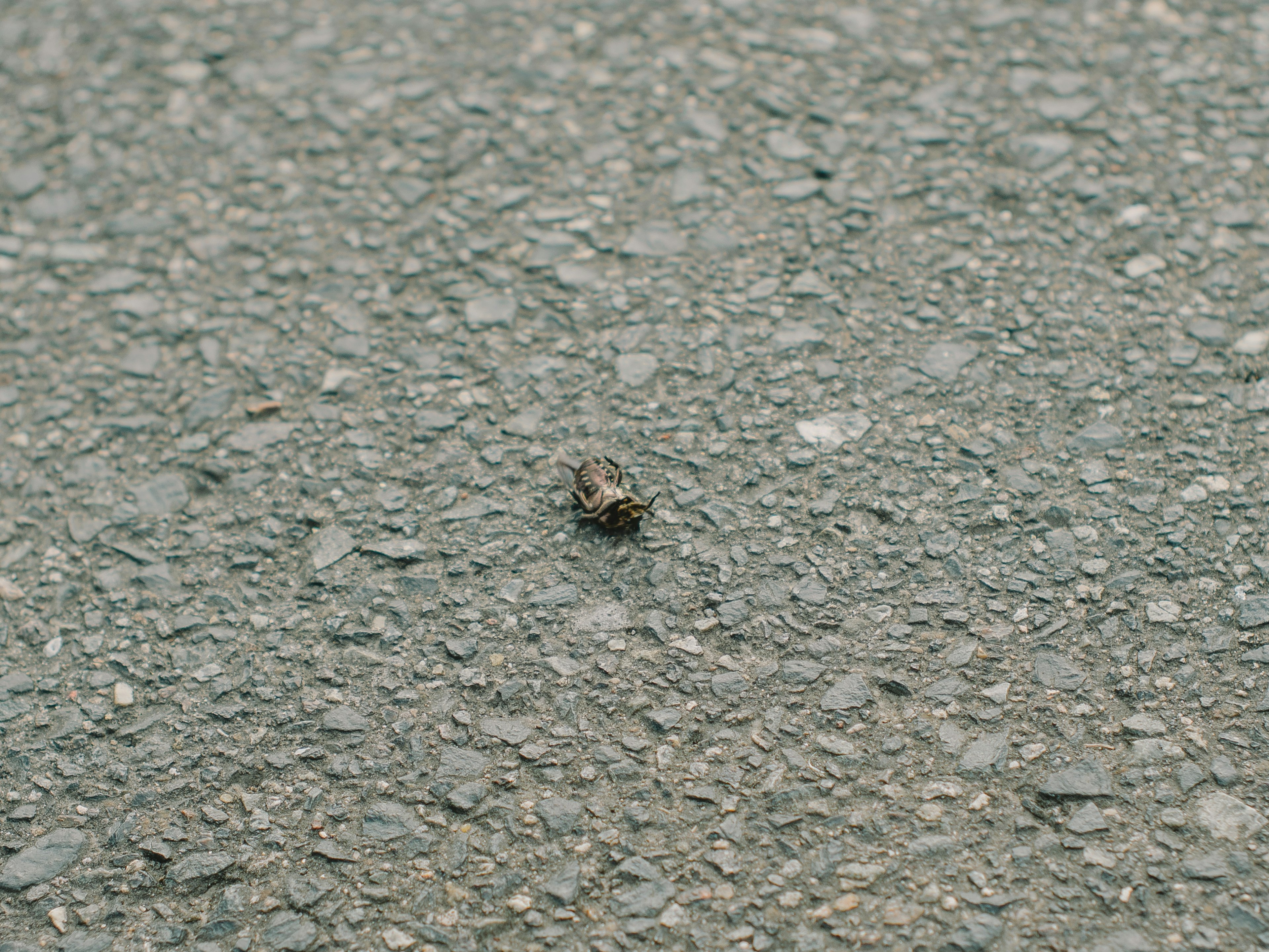 Acercamiento de un pequeño insecto sobre asfalto