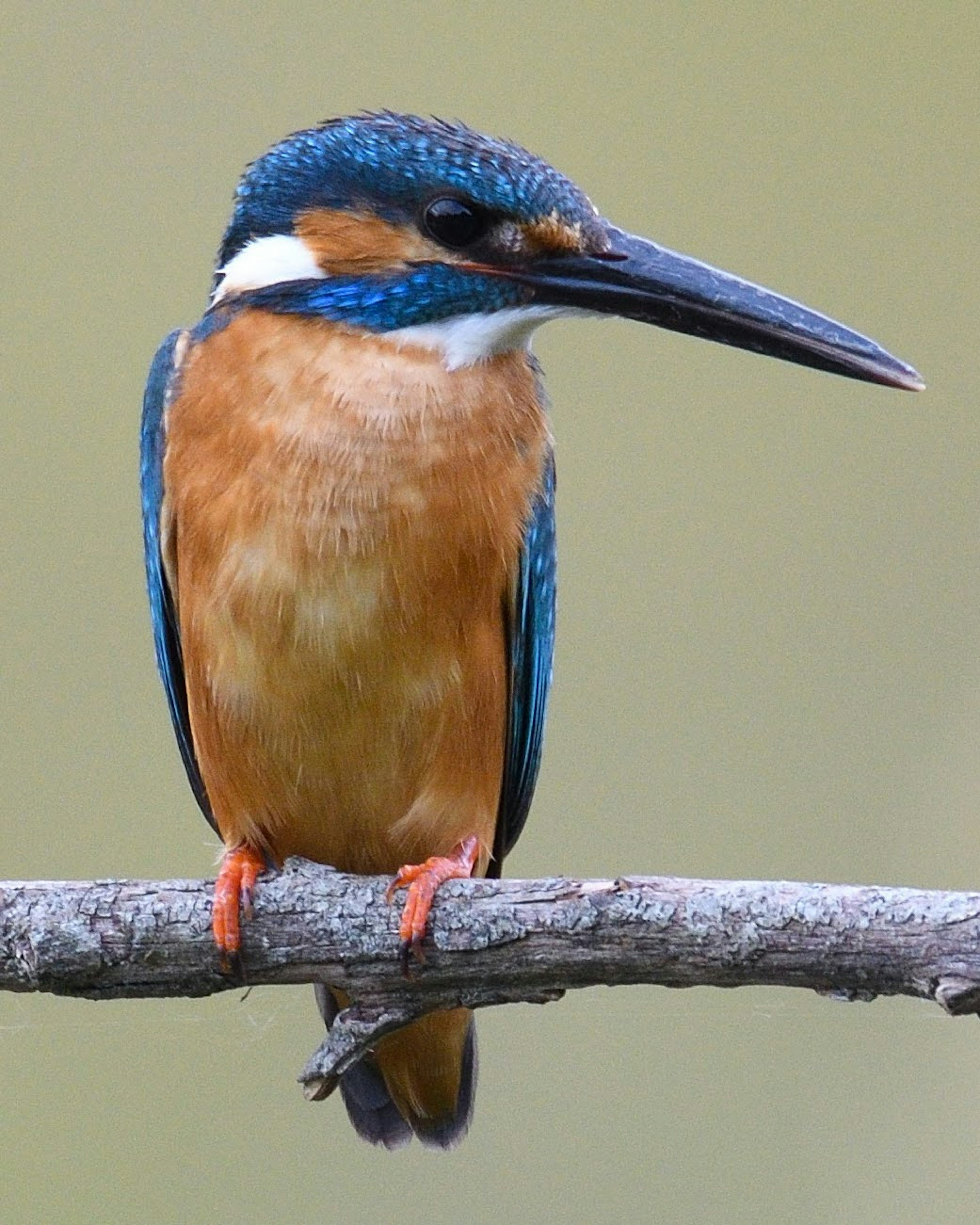 Un martin-pêcheur avec des plumes bleues et une poitrine orange perché sur une branche