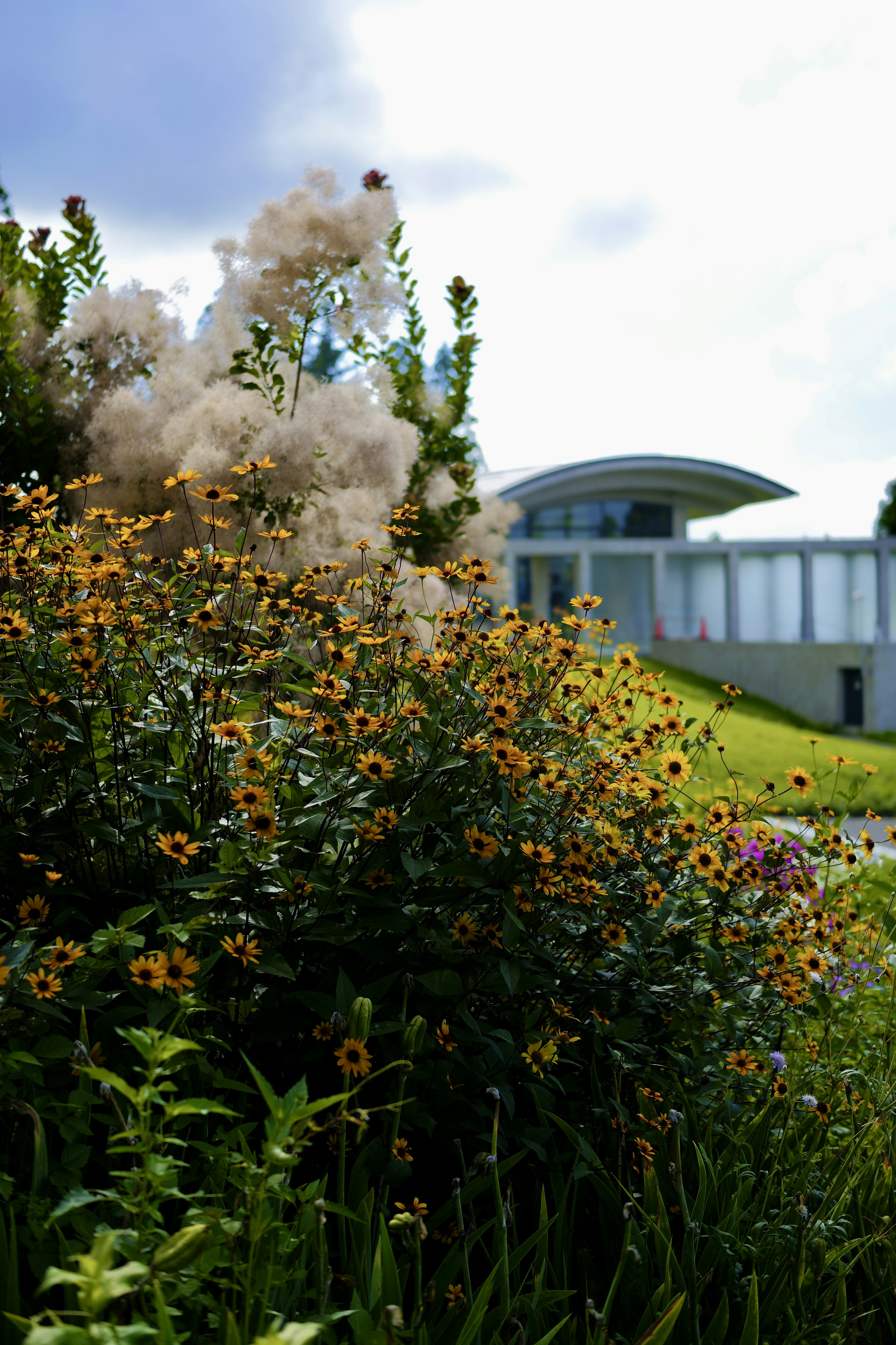 黄色い花が咲く庭と現代的な建物が背景にある風景