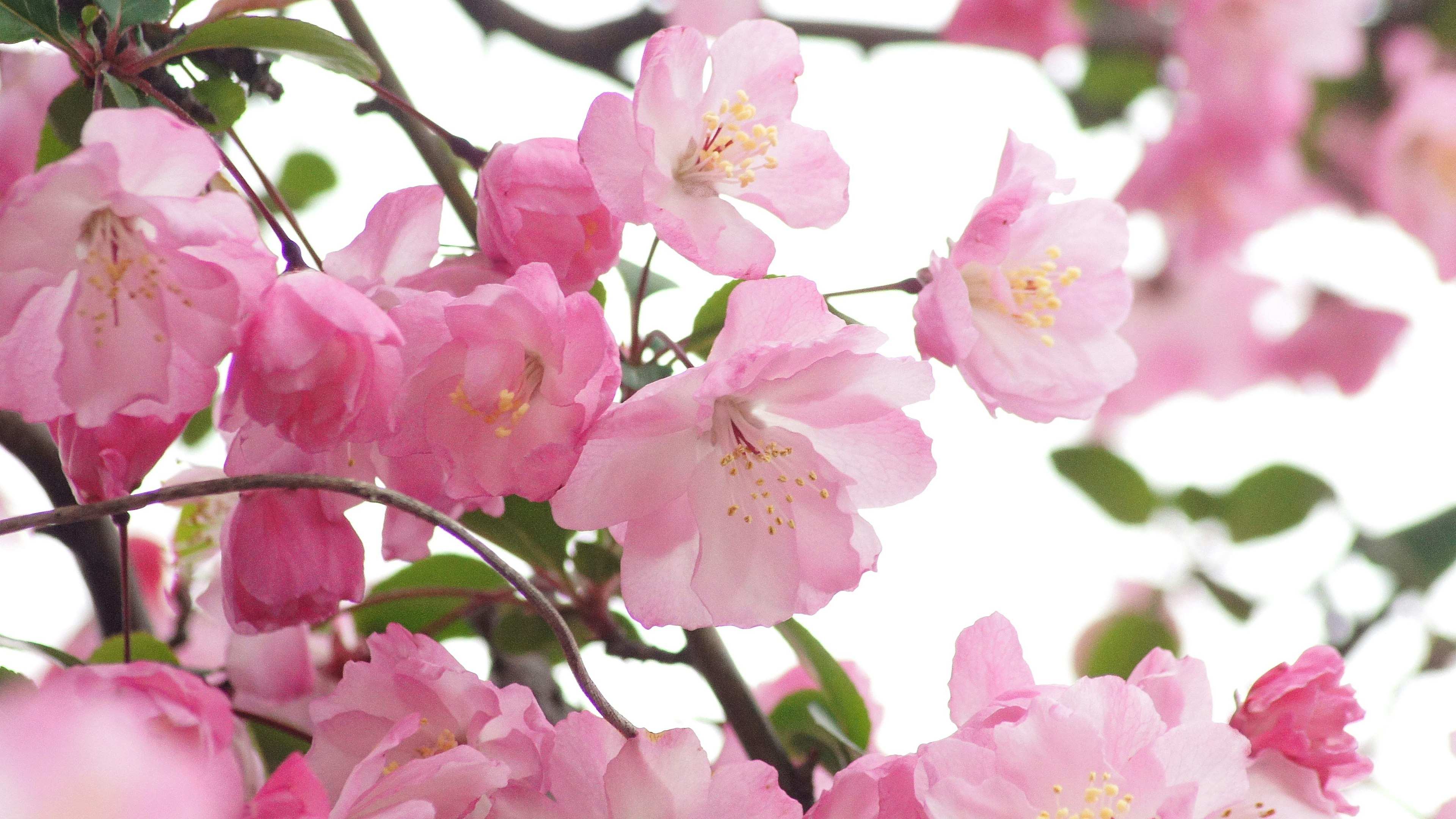 Gros plan de fleurs de cerisier sur une branche