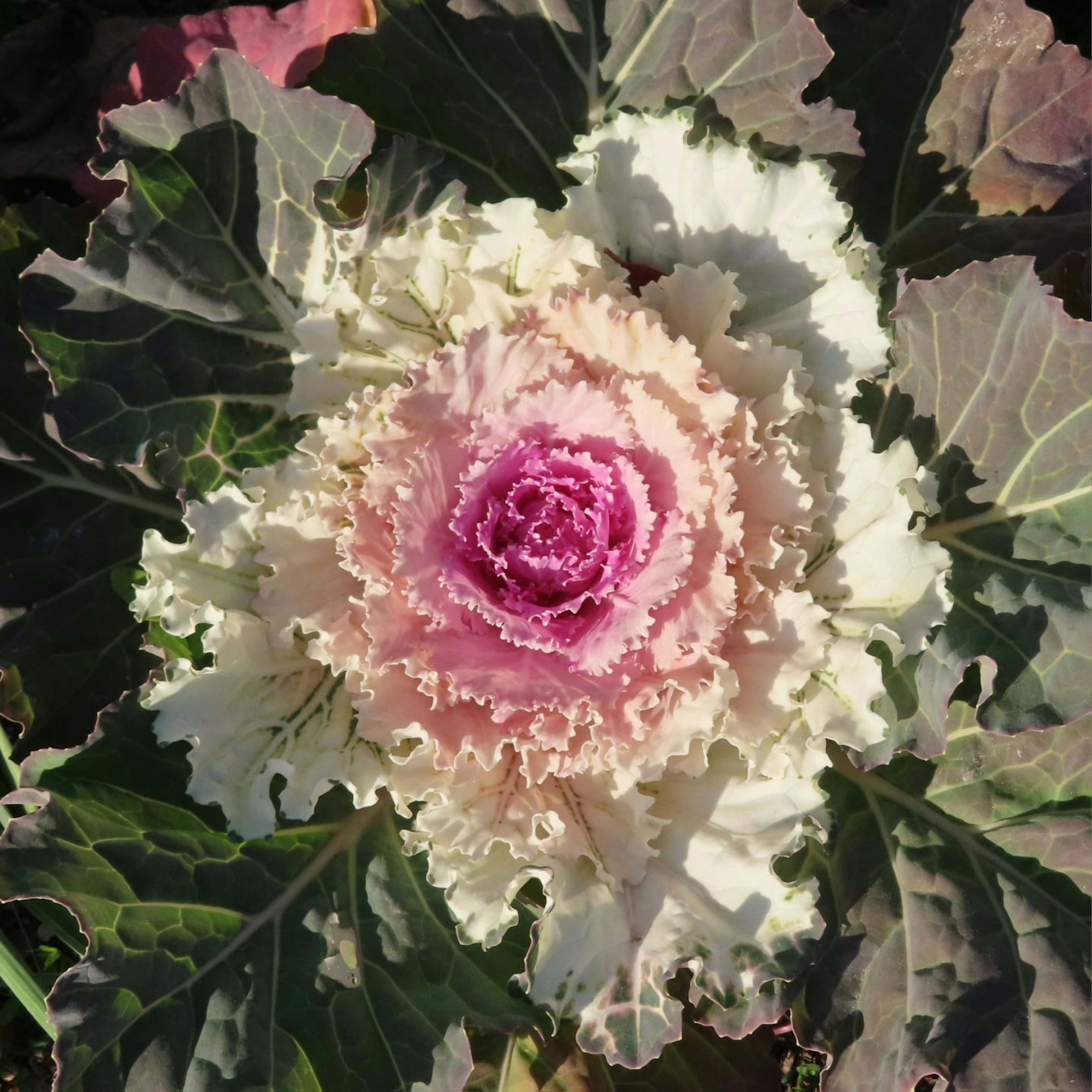 Fiore di cavolo colorato con belle foglie rosa e crema