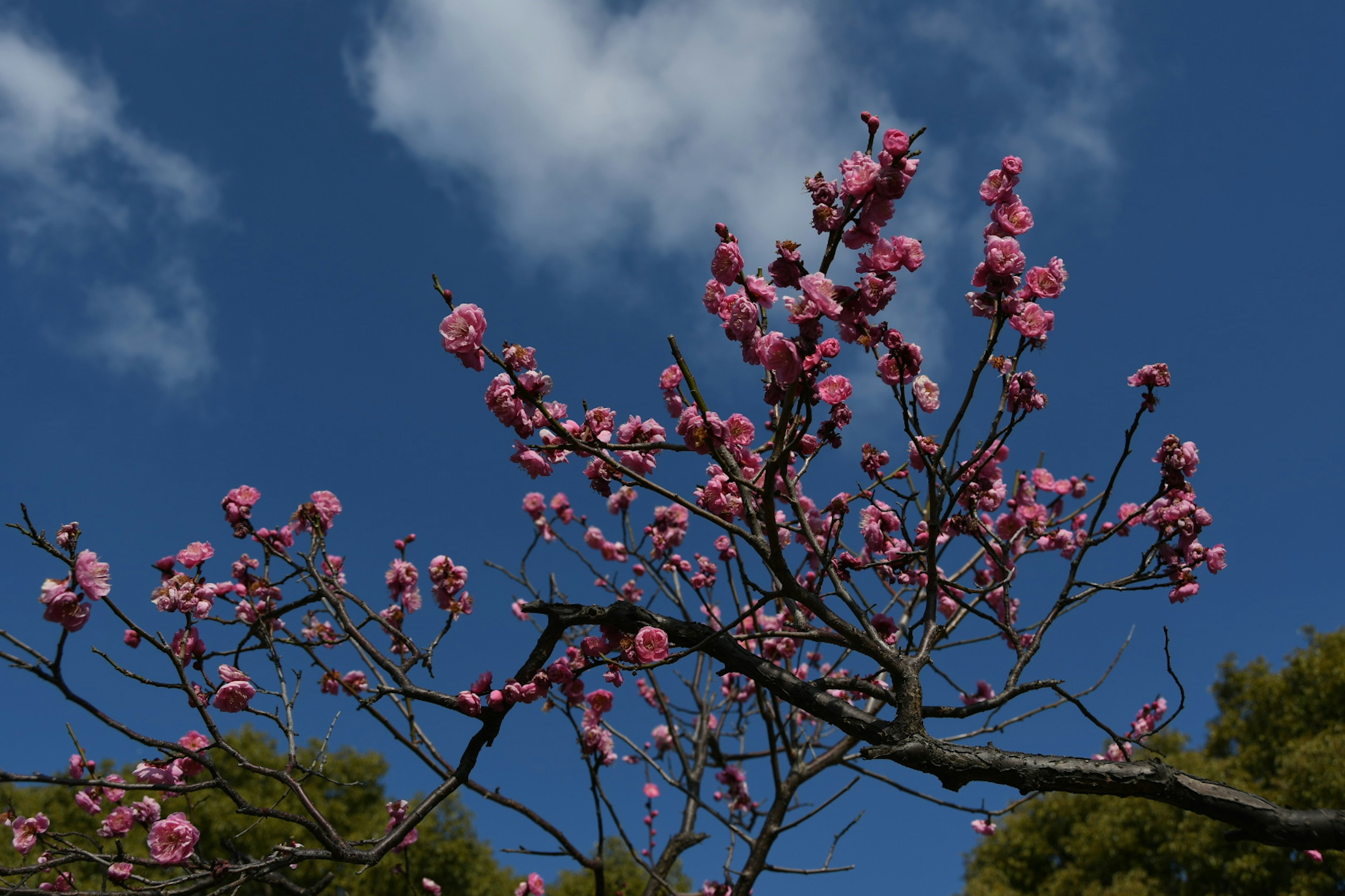 Bunga sakura mekar di bawah langit biru