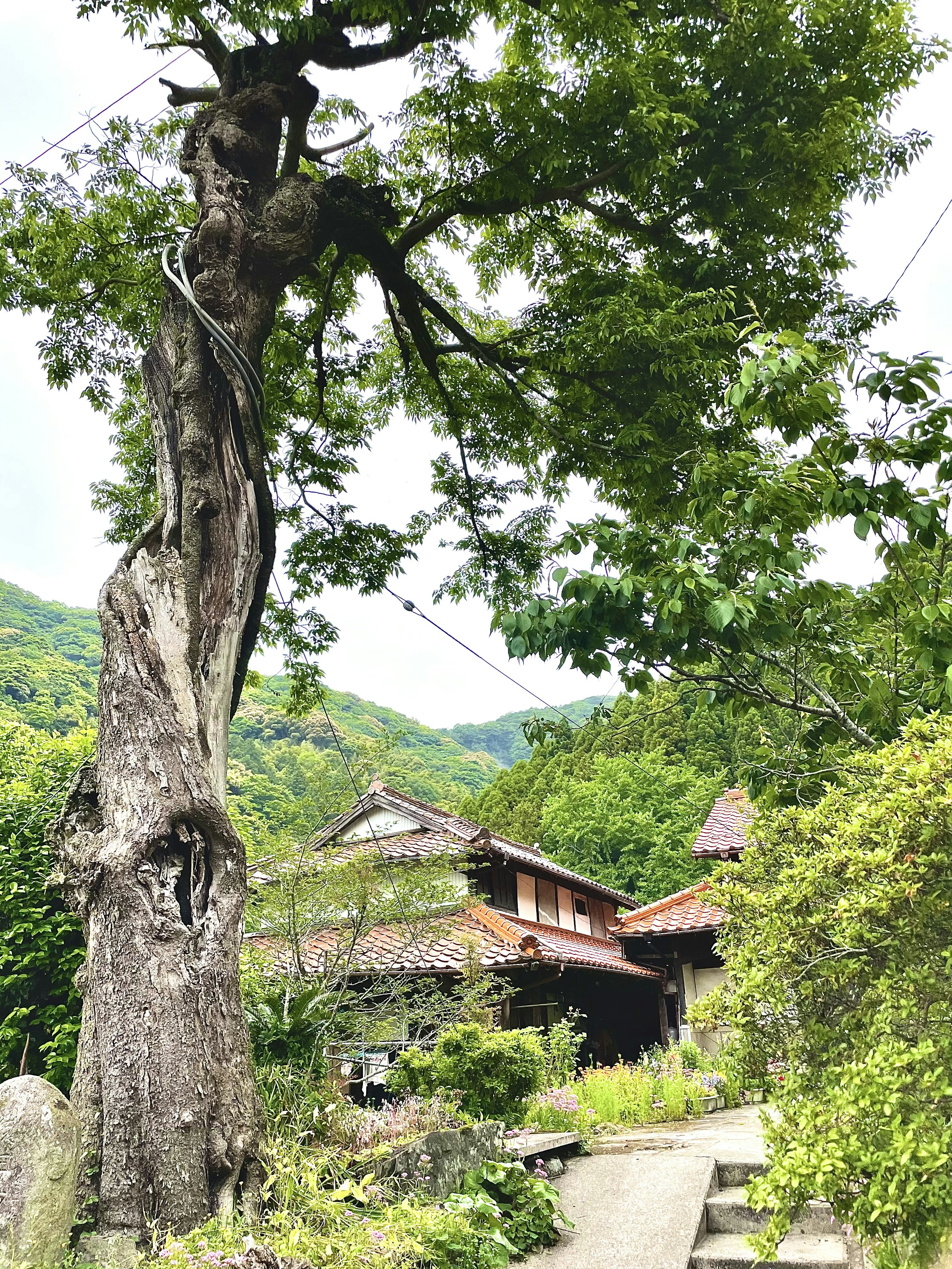 Un grand arbre à côté d'une maison japonaise traditionnelle dans un paysage pittoresque