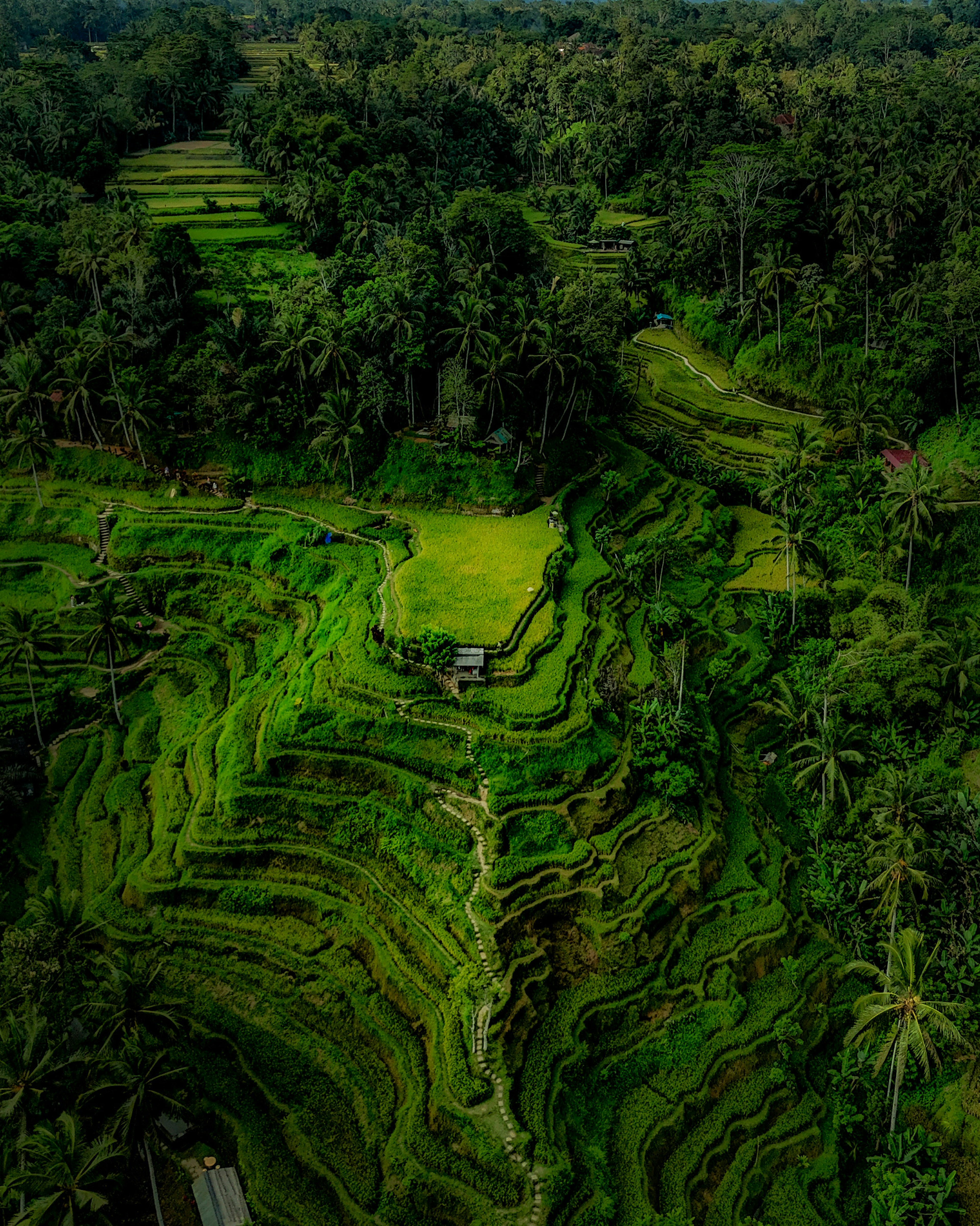 Vista aérea de las terrazas de arroz de Tegallalang en Bali con campos verdes exuberantes y un bosque circundante