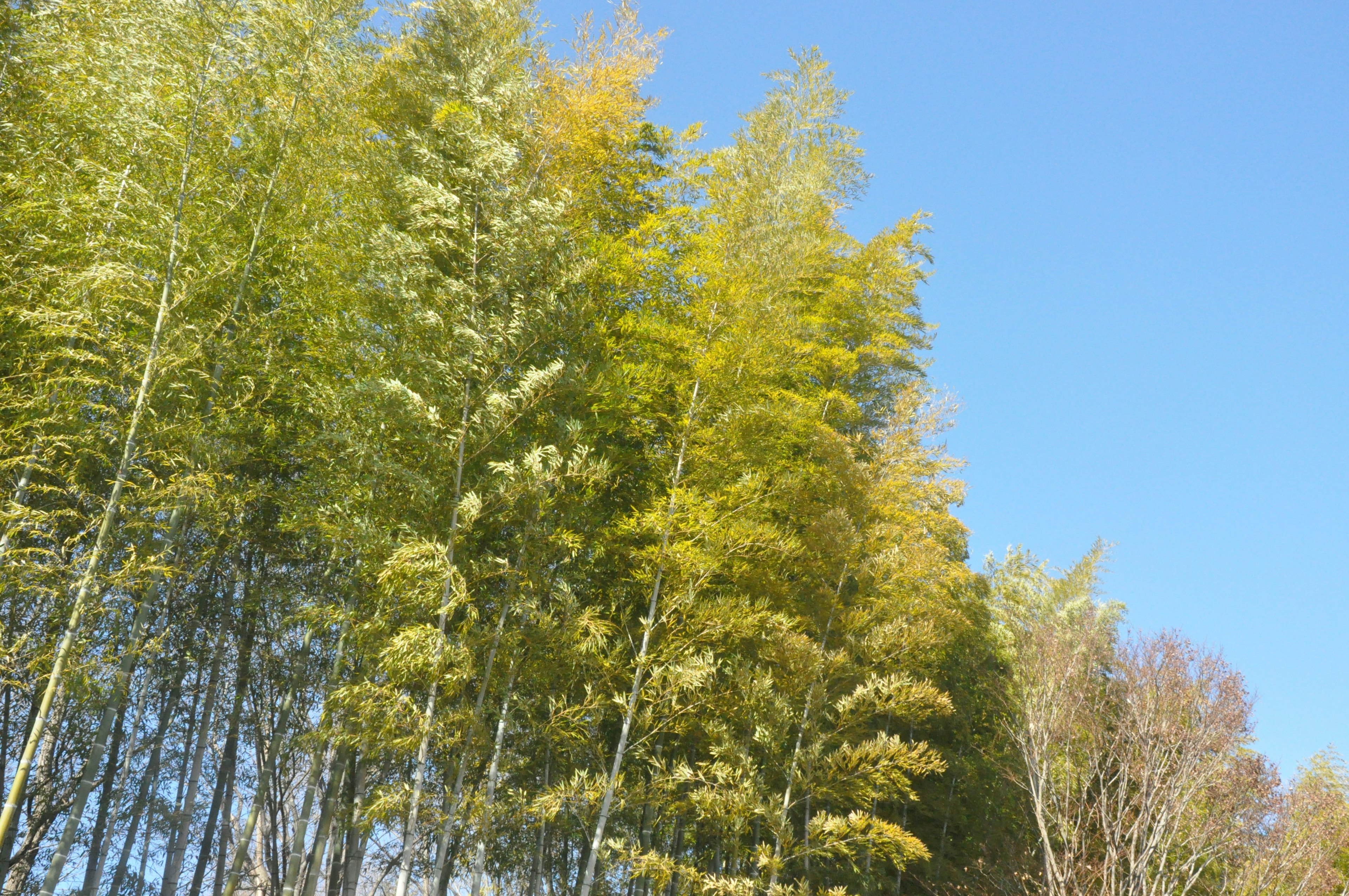 Bosque de bambú con follaje verde y amarillo bajo un cielo azul