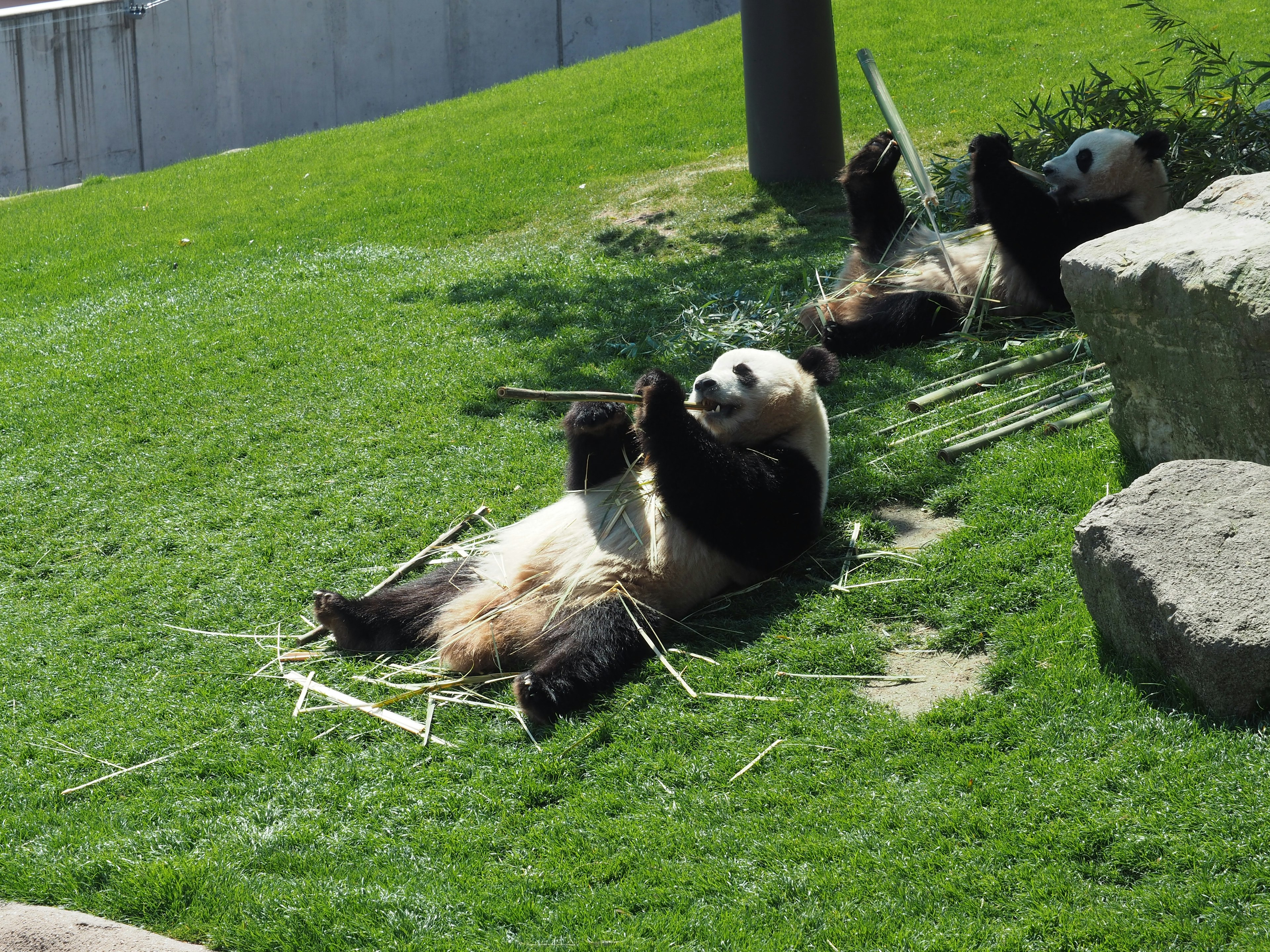 Dos pandas relajándose en la hierba mientras comen bambú