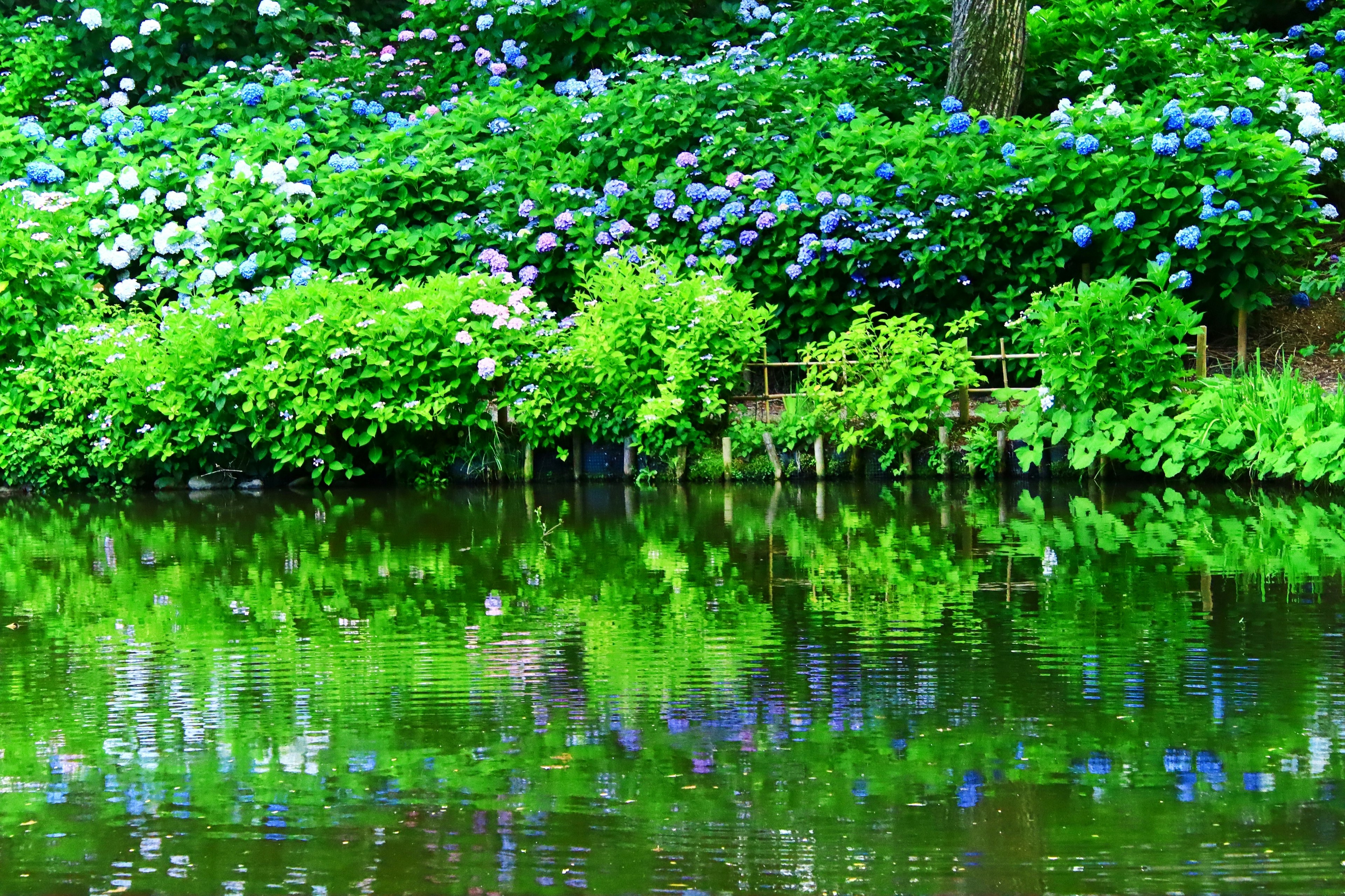 Vibrant hydrangeas and lush greenery reflecting on calm water