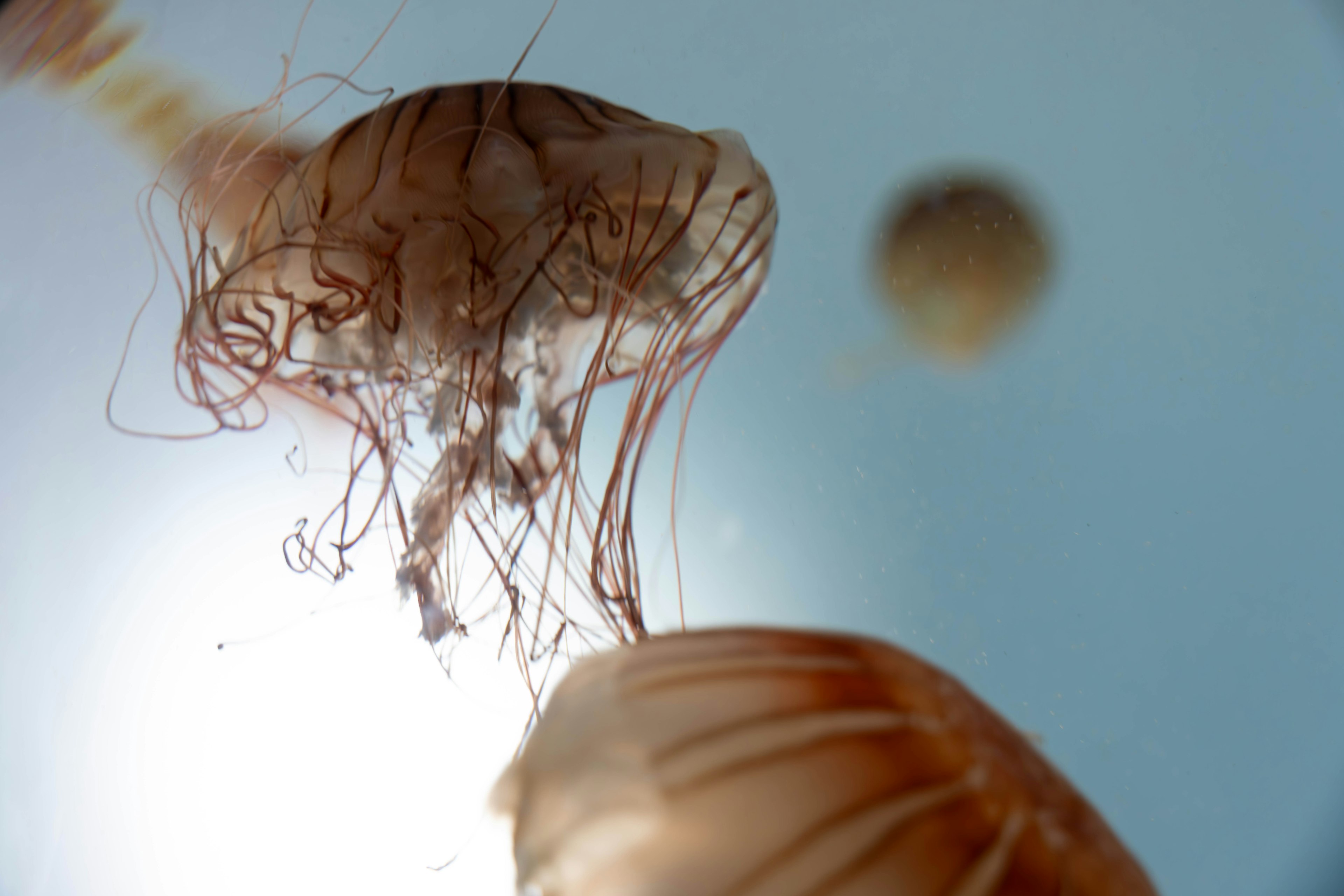 Primer plano de una medusa flotando en el agua con cuerpo transparente y tentáculos delgados