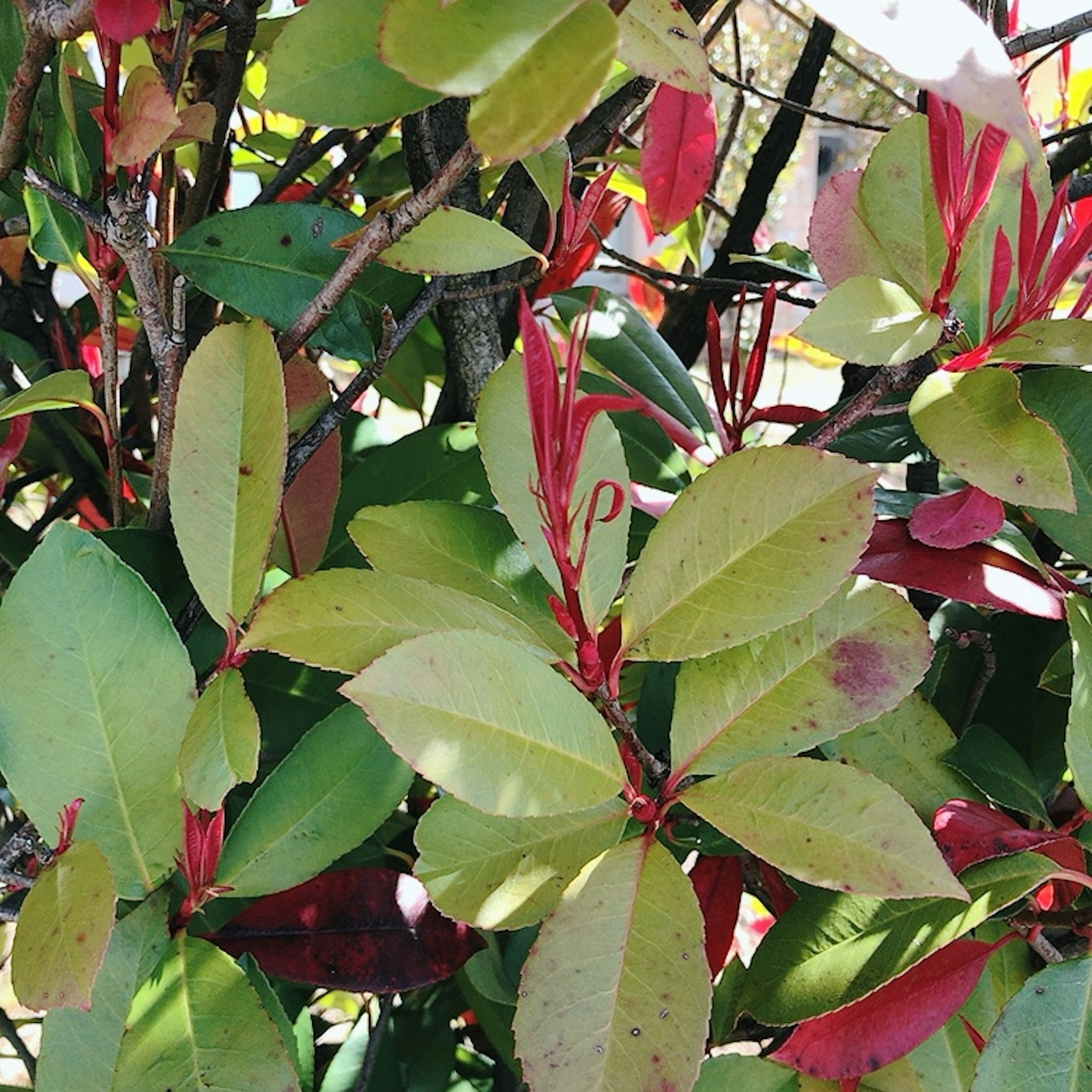 Close-up of a plant with colorful leaves