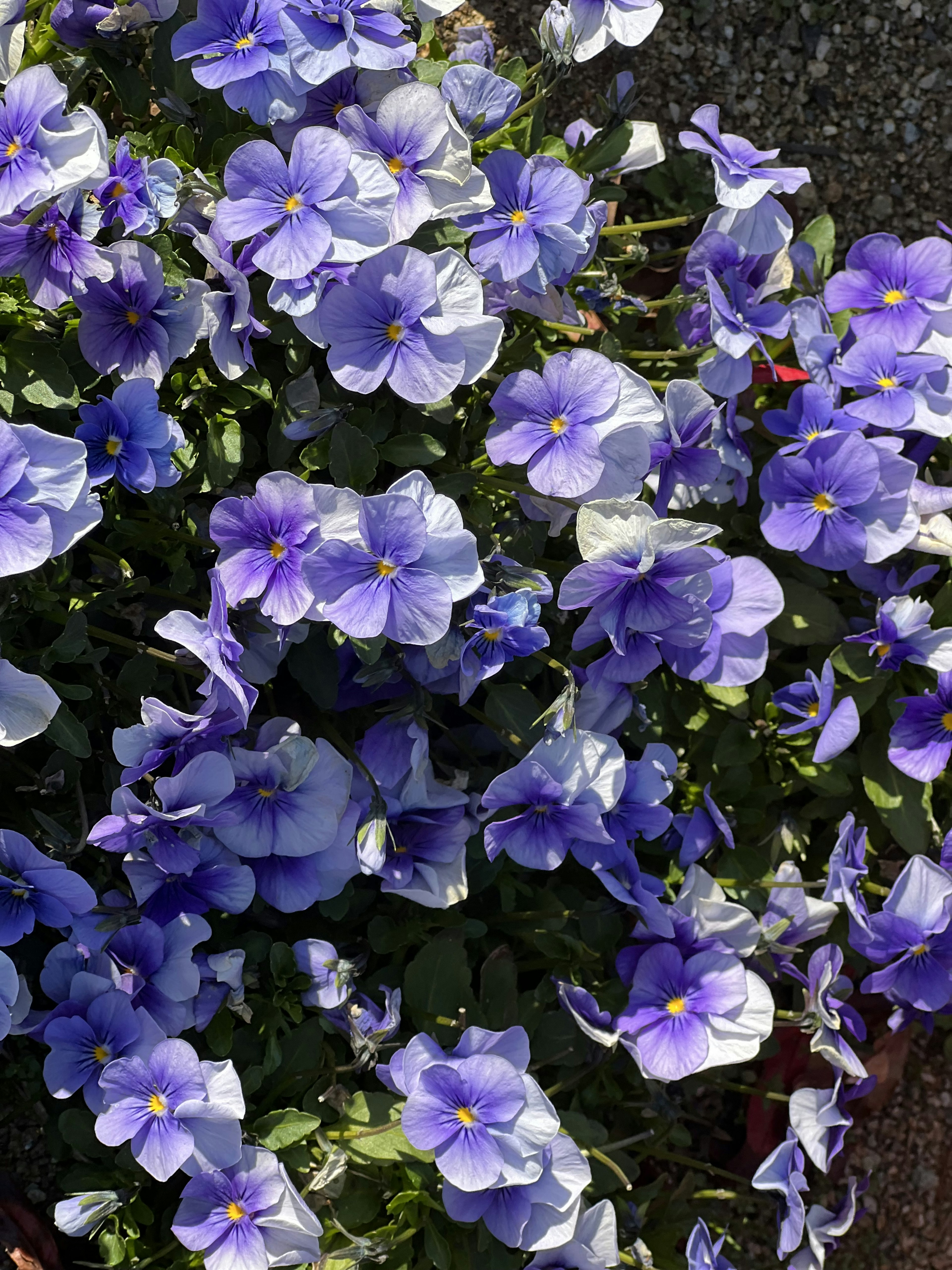 Eine lebendige Darstellung von lila Blumen in voller Blüte