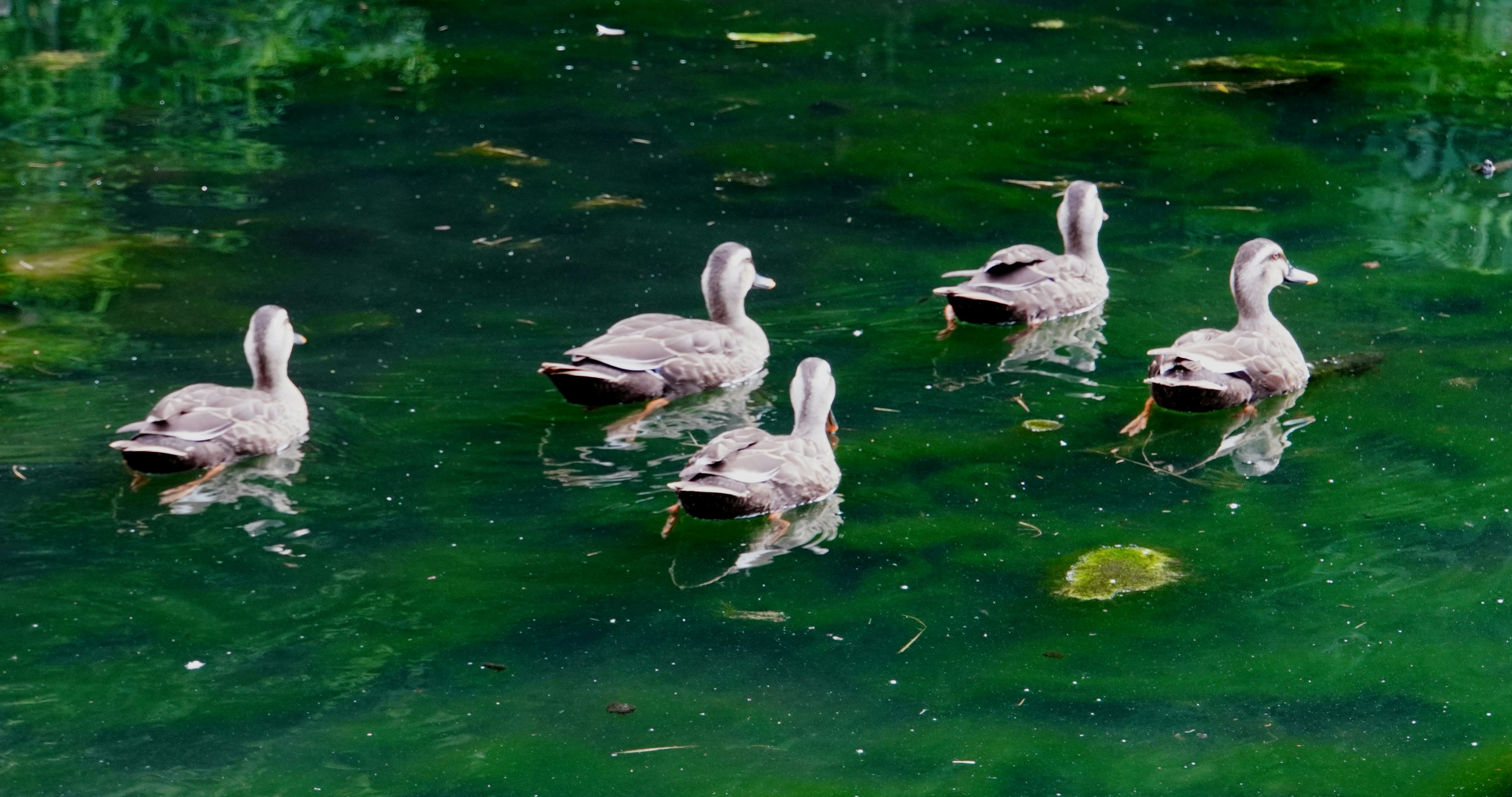 Eine Gruppe von fünf Enten schwimmt in einem Teich, der sich auf der grünen Wasseroberfläche spiegelt