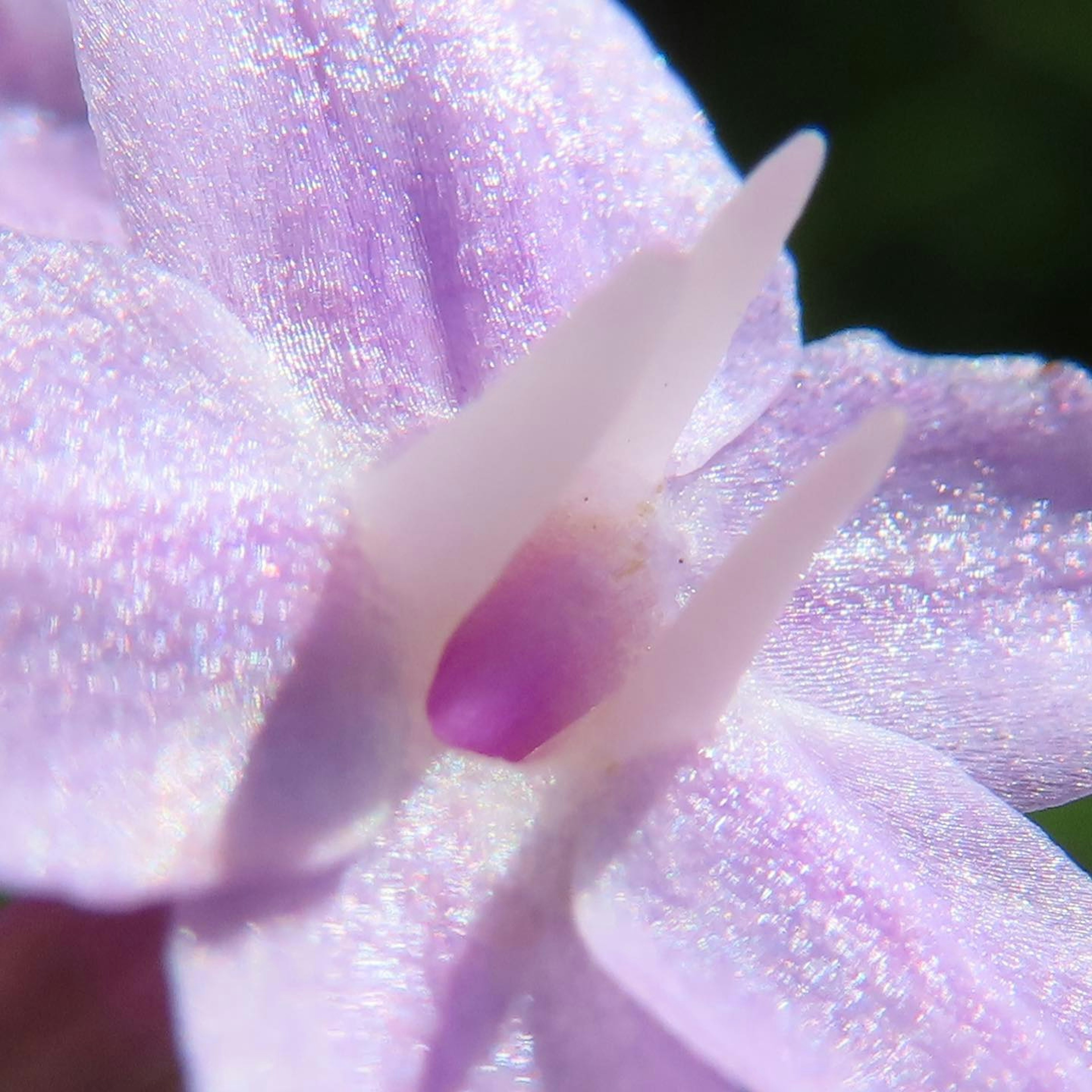 Foto in primo piano di un fiore viola con petali scintillanti e dettagli intricati