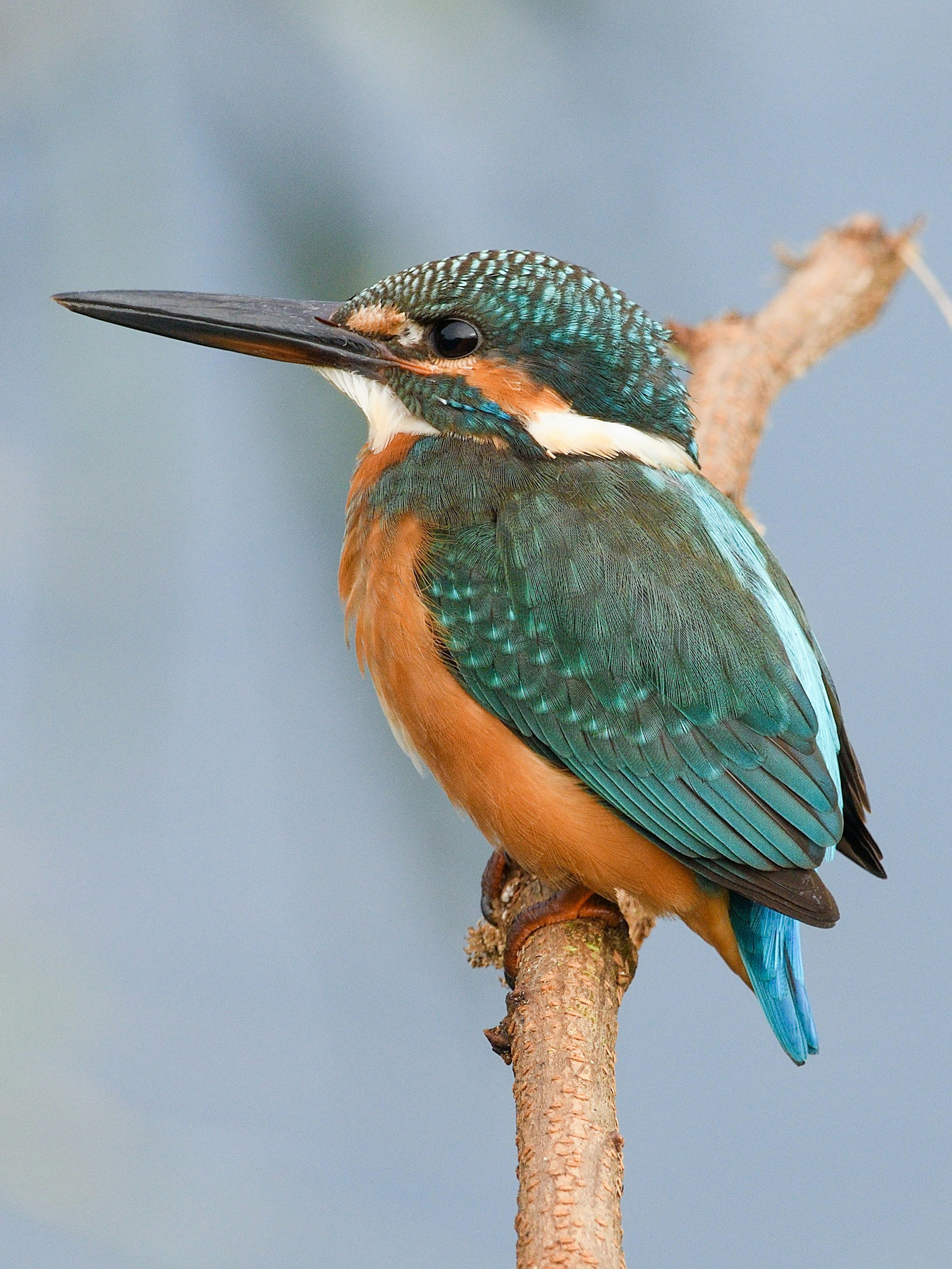 Un martinete con piume blu e una pancia arancione posato su un ramo