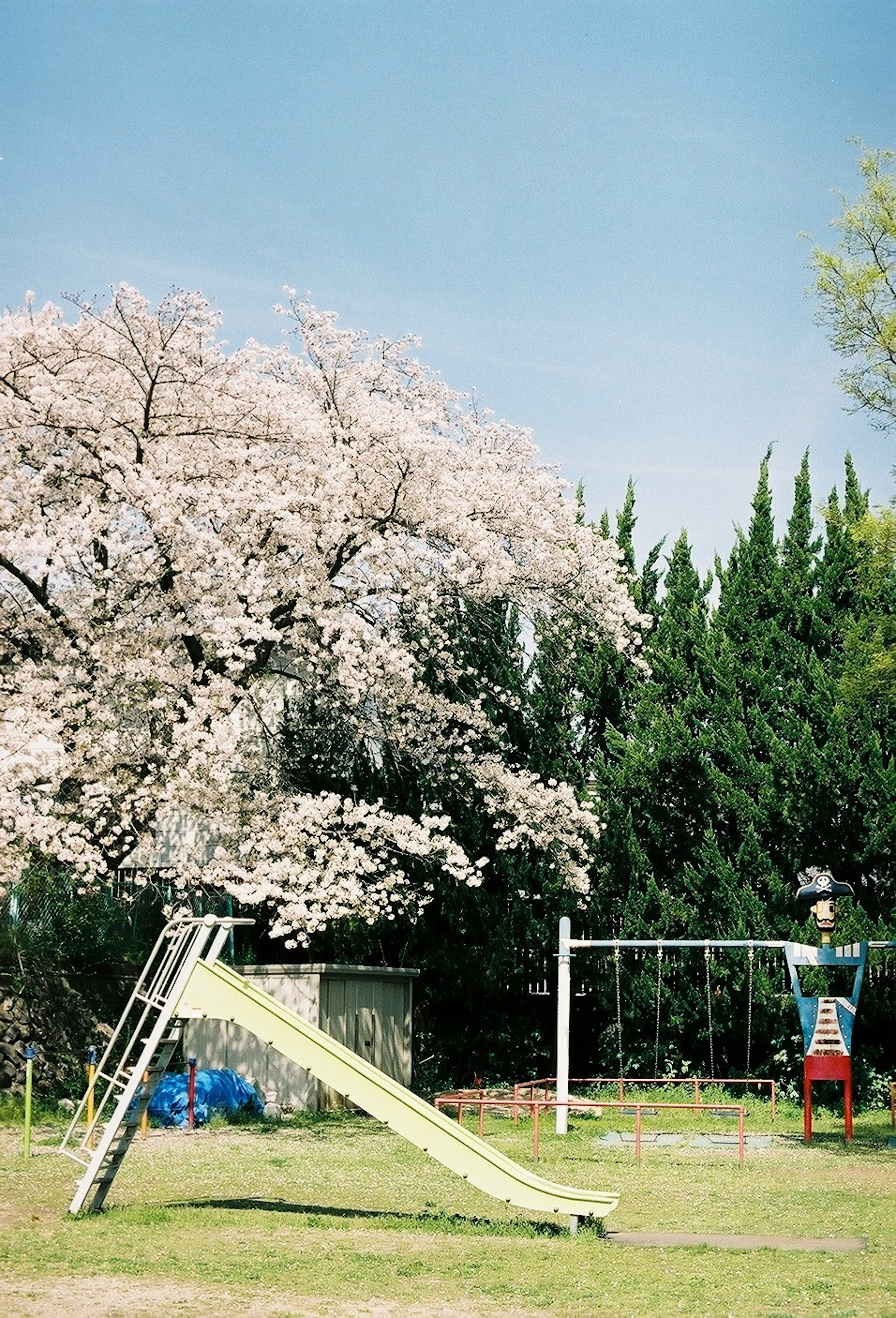 遊び場の滑り台と桜の木がある風景