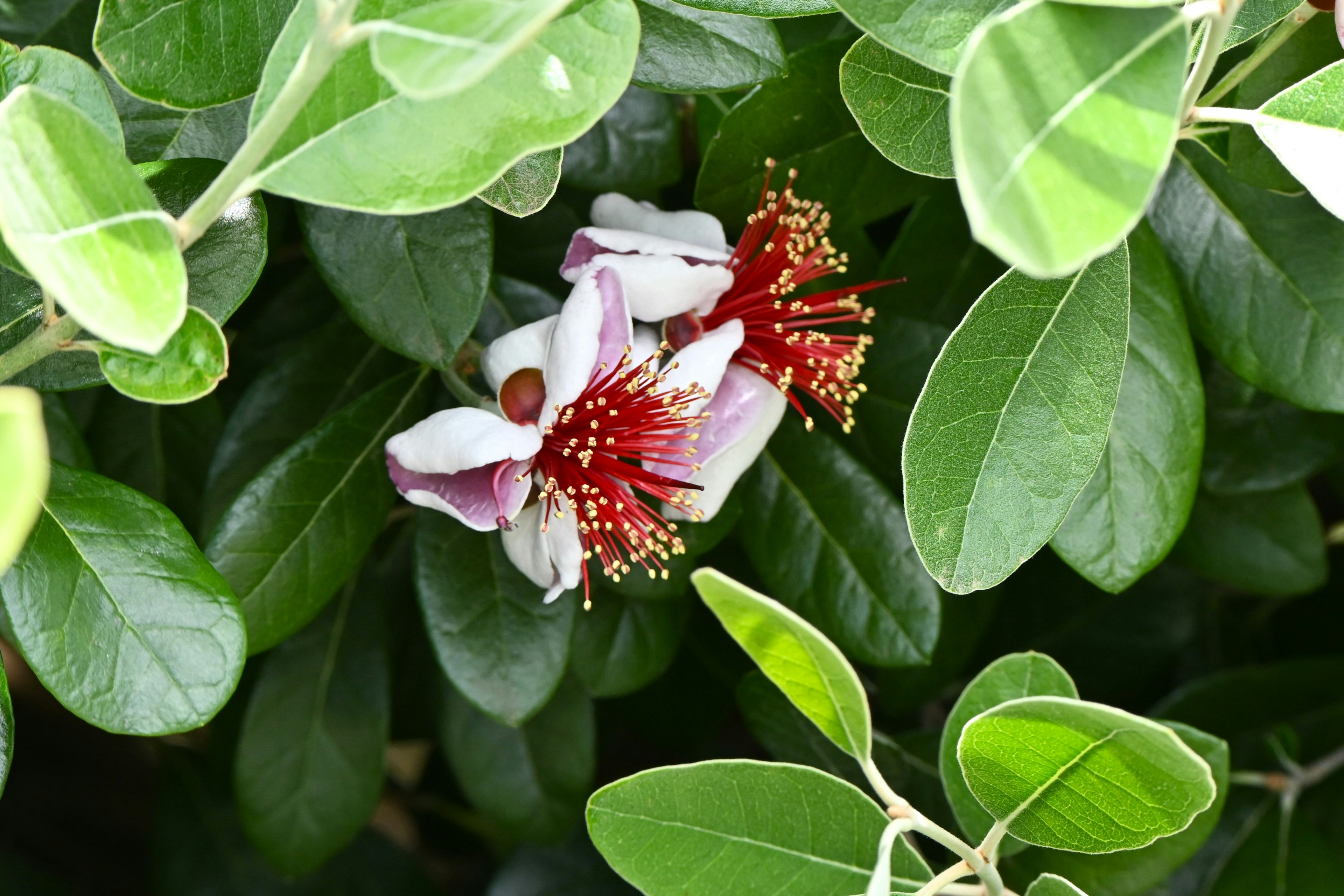 緑の葉に囲まれた赤と白の花が咲いている