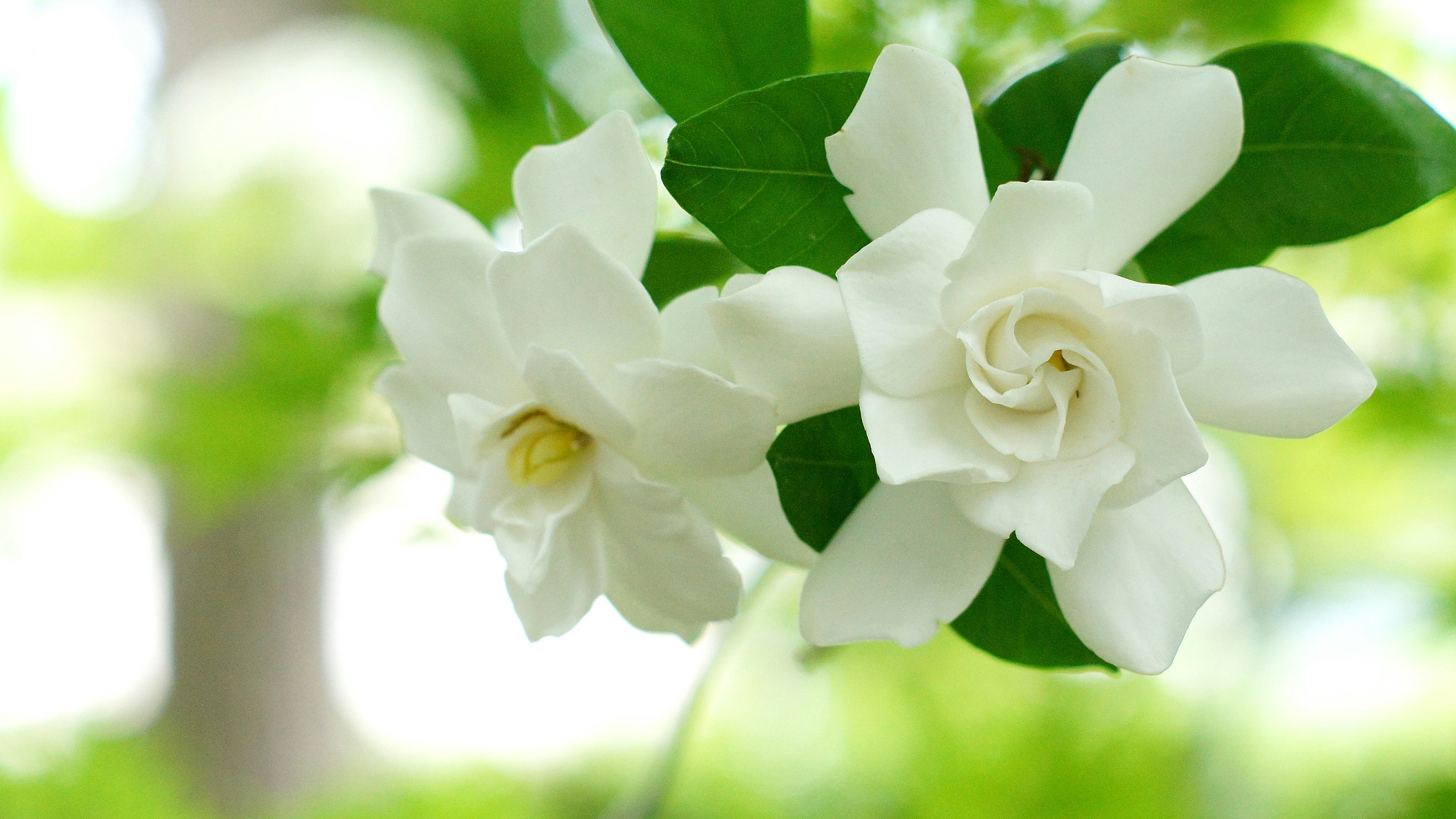 Bunga gardenia putih dengan latar belakang daun hijau