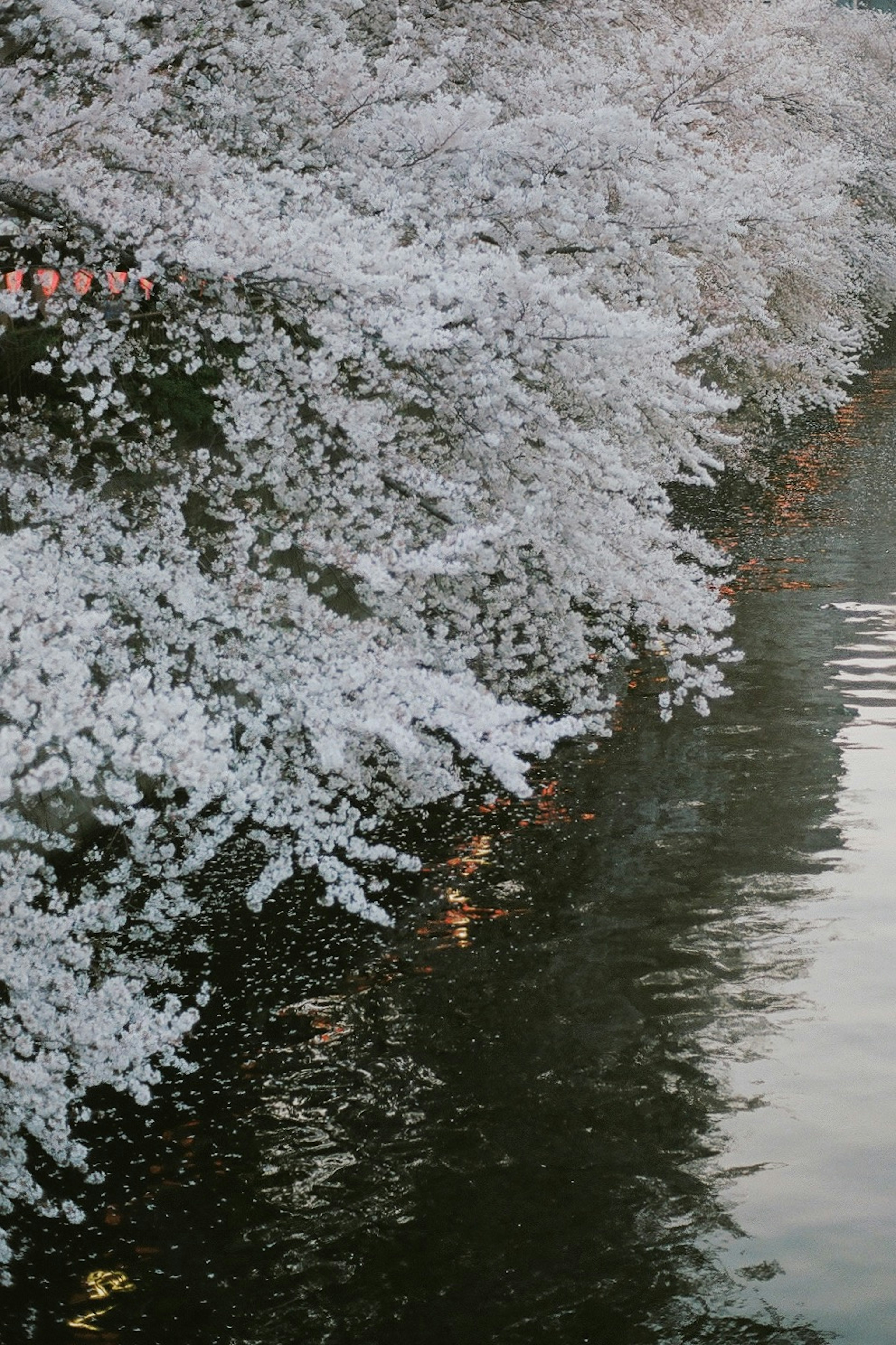 Cherry blossoms and green leaves reflecting on the water surface