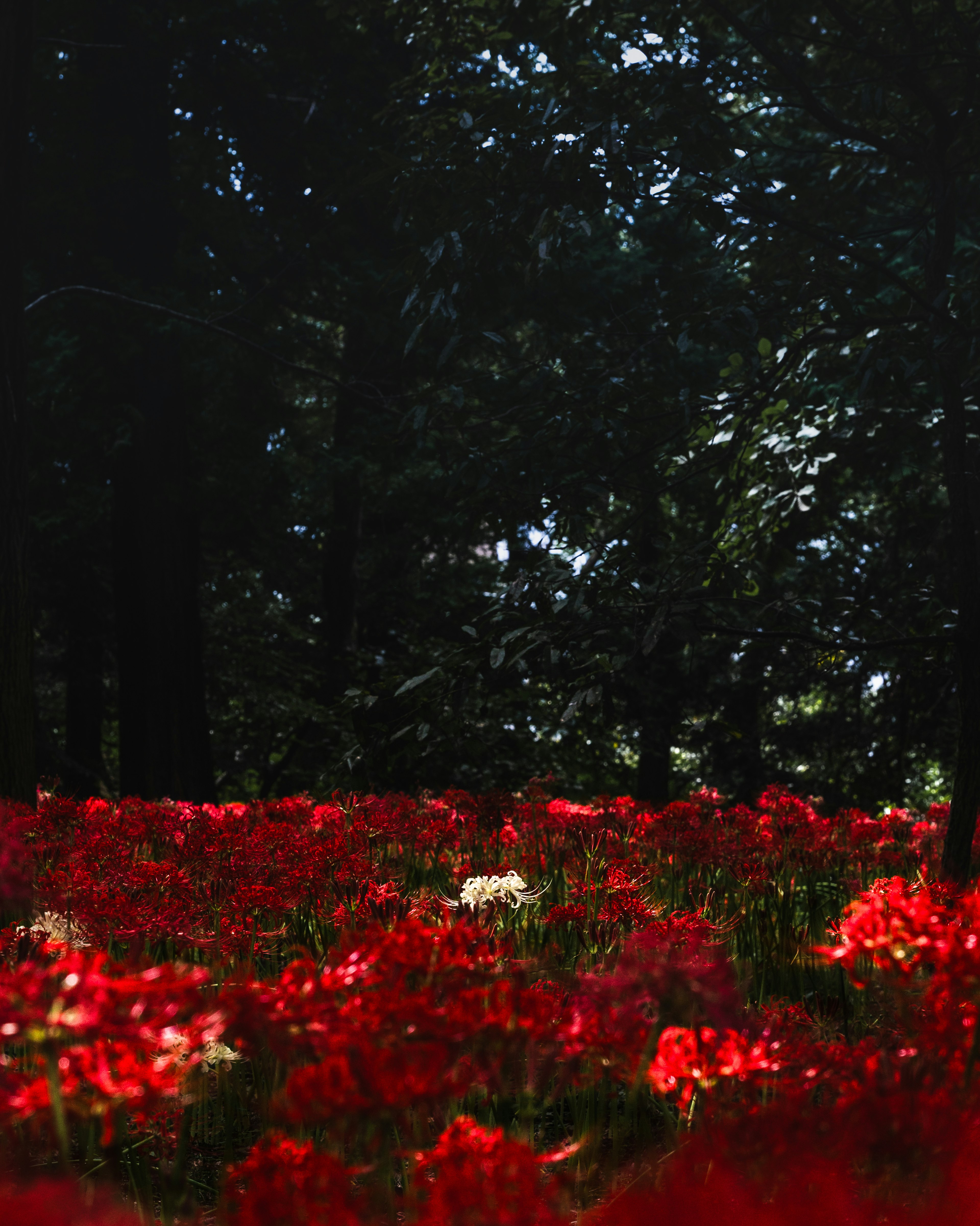 赤い花が咲く森林の中で白い花が目立つ美しい風景