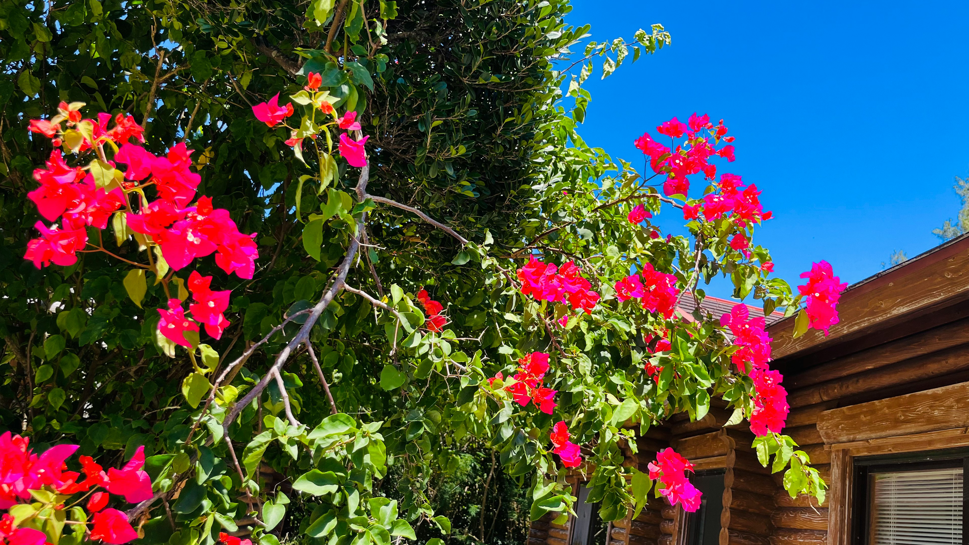 Fleurs de bougainvillier roses vibrantes sous un ciel bleu clair avec des feuilles vertes