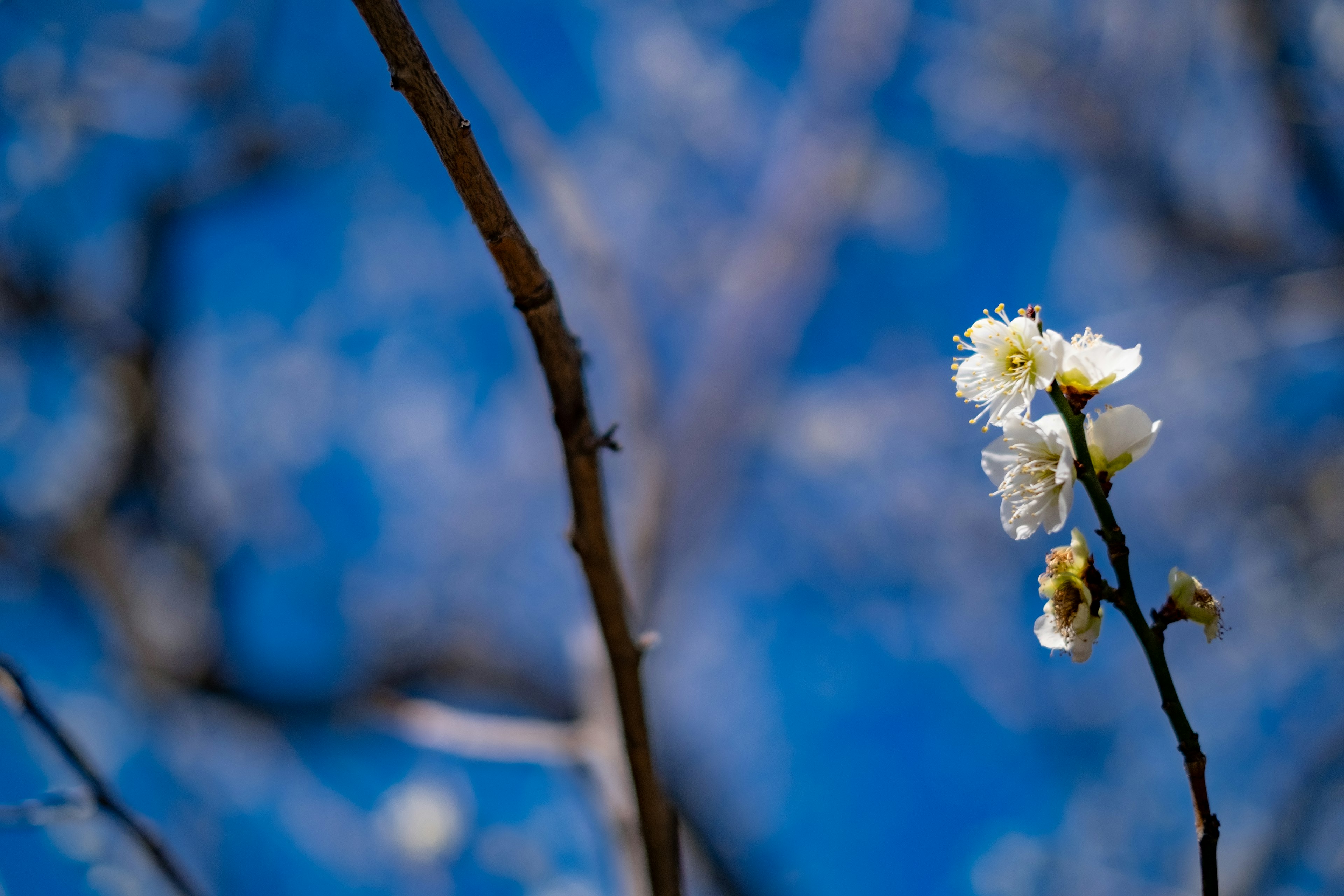 Weiße Blumen an Ästen vor blauem Himmel