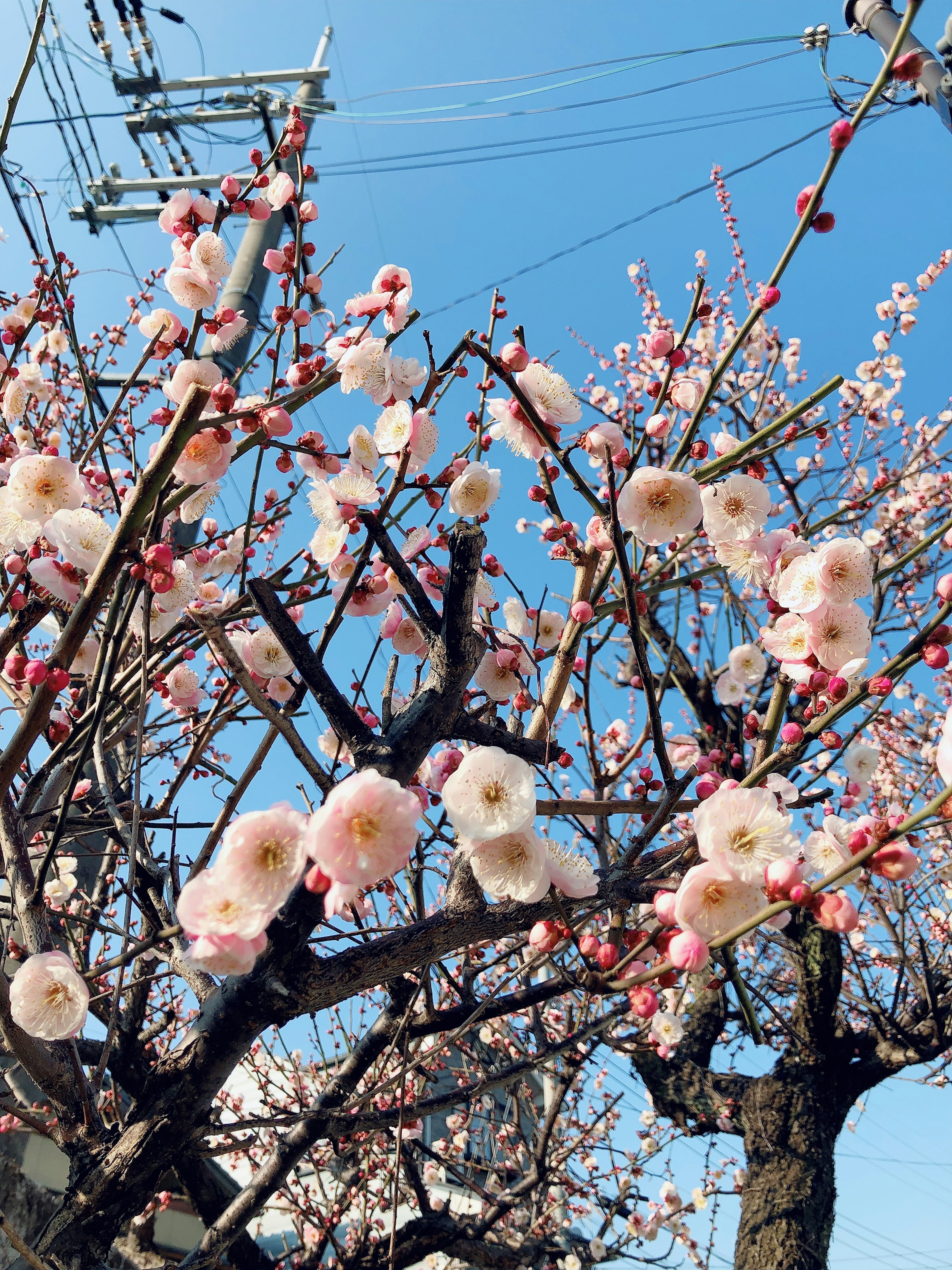 Cherry blossom branches in full bloom under a clear blue sky