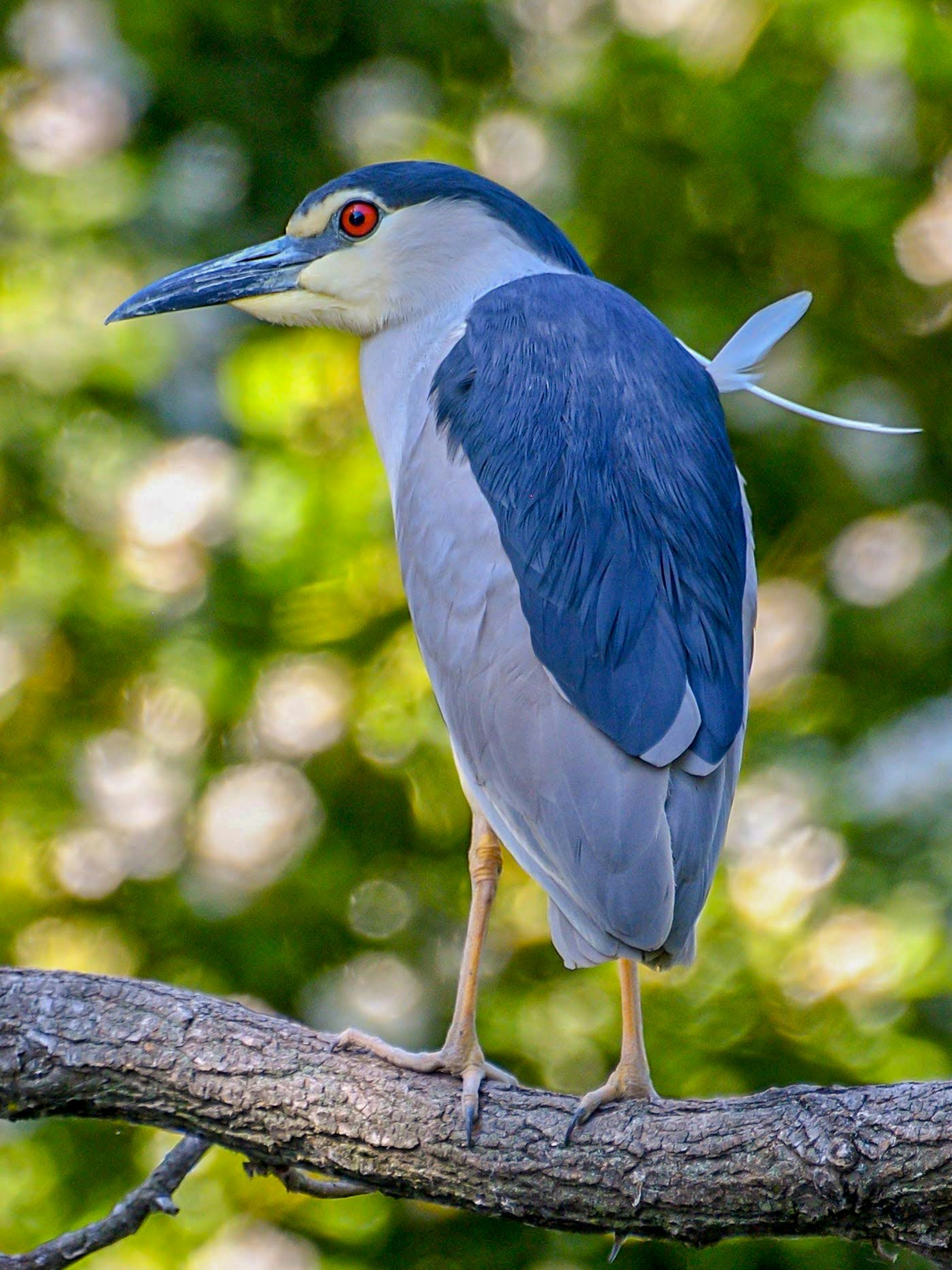 Una garza nocturna de corona negra posada en una rama con plumas azules y ojos rojos