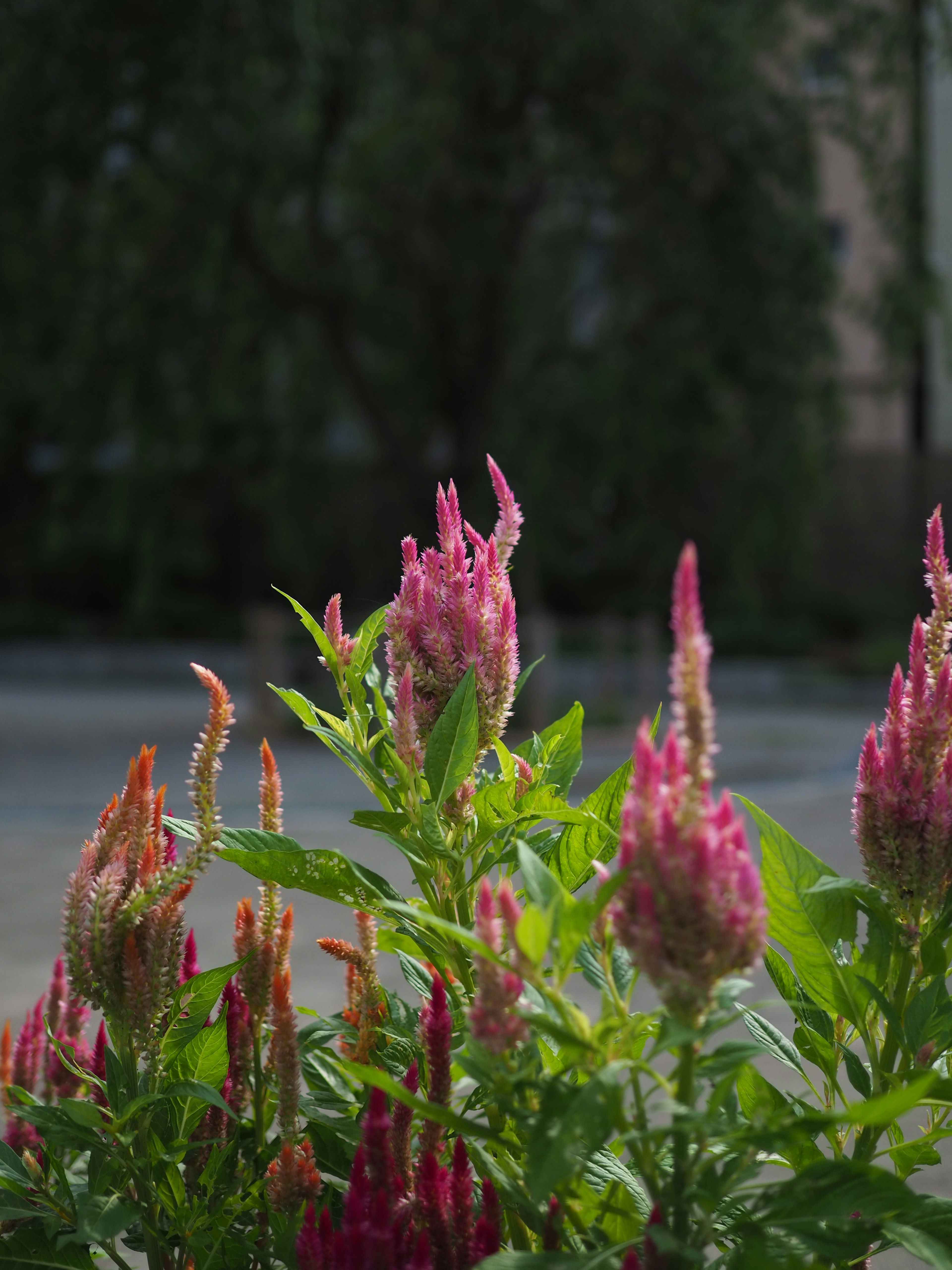 Primo piano di una pianta fiorita rosa circondata da foglie verdi