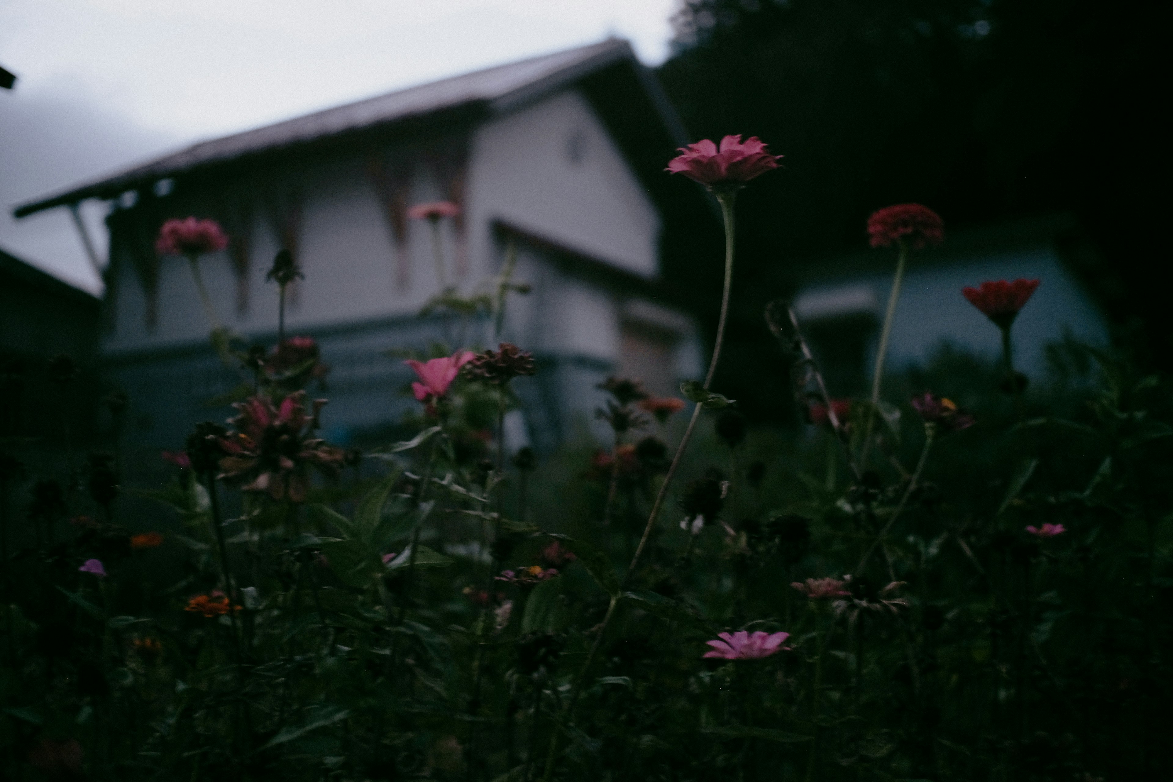 薄暗い背景に咲くピンクの花と古い家