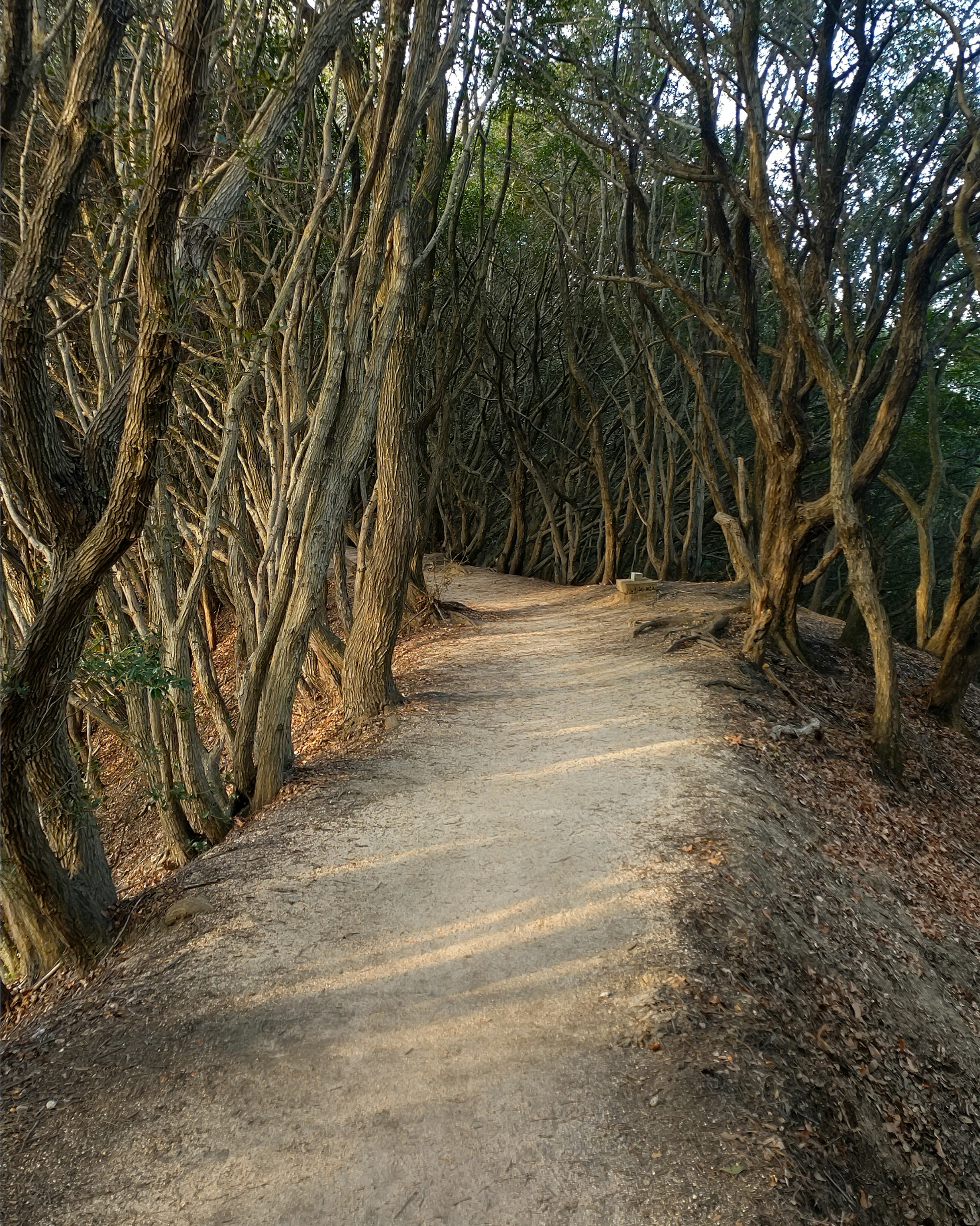 A serene pathway lined by trees with a natural dirt surface