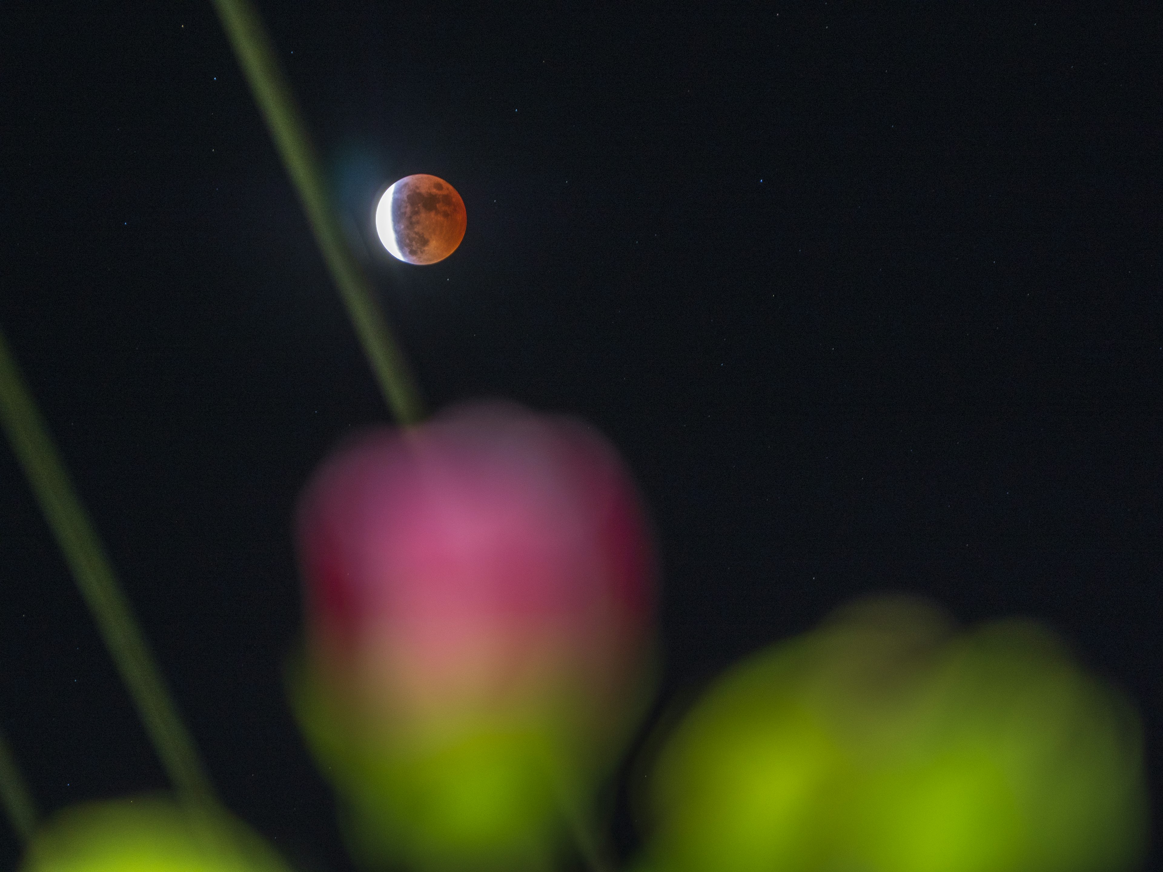 Eclipsed moon with blurred rose in foreground