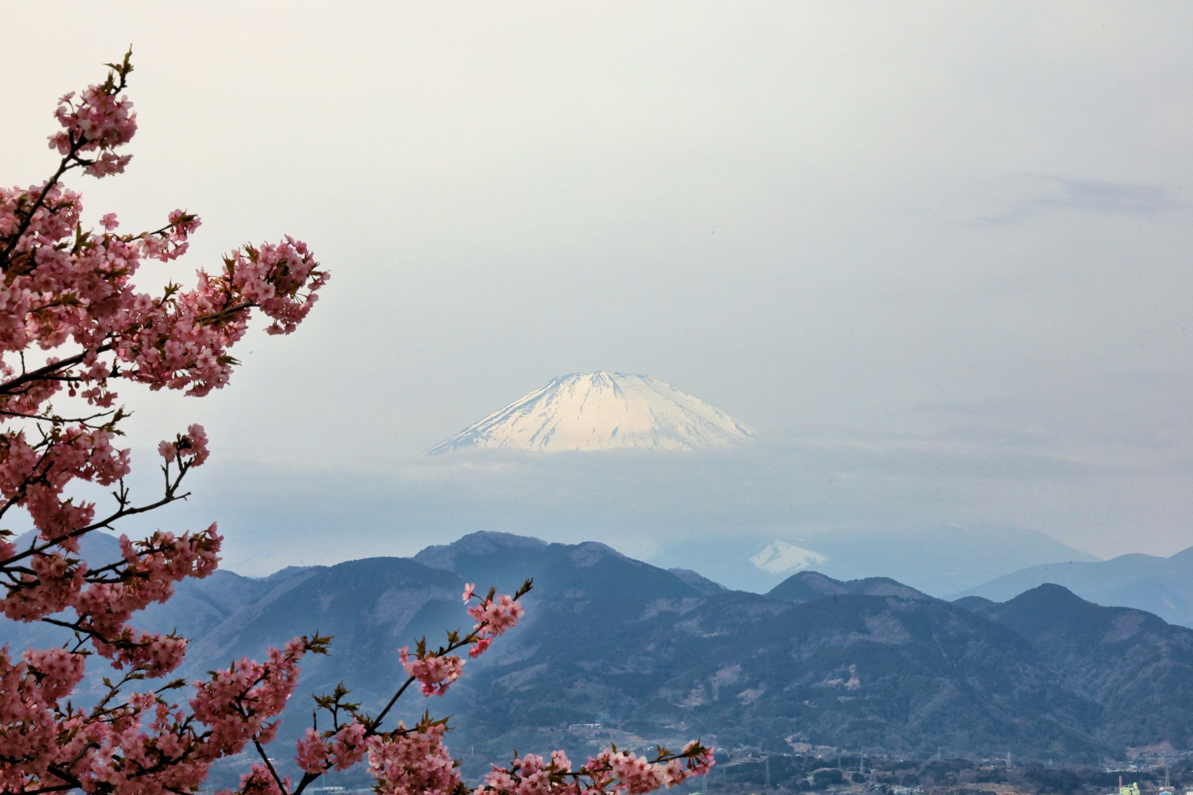 Cherry blossoms in foreground with snow-capped mountain in background