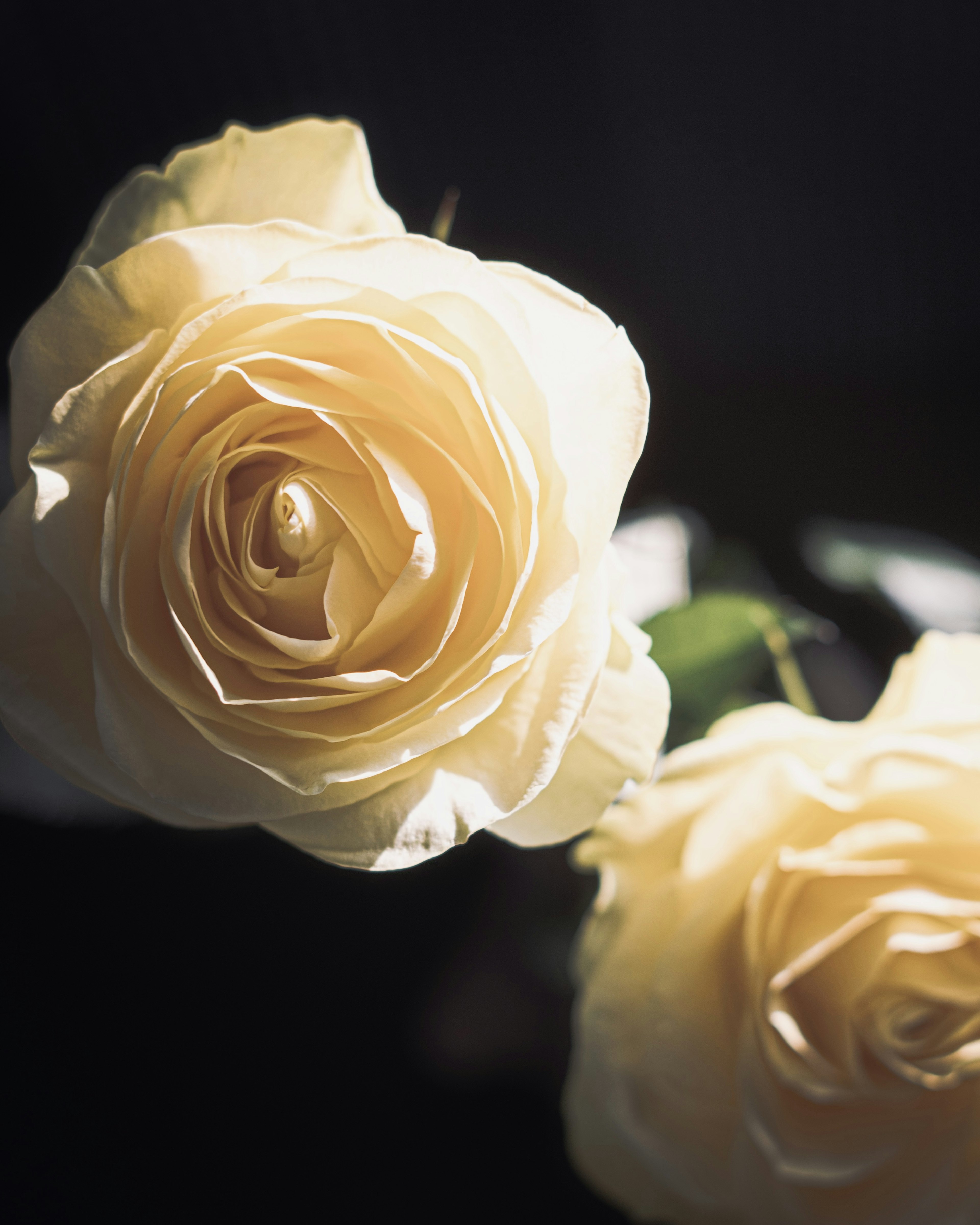 Close-up of white roses glowing softly in gentle light