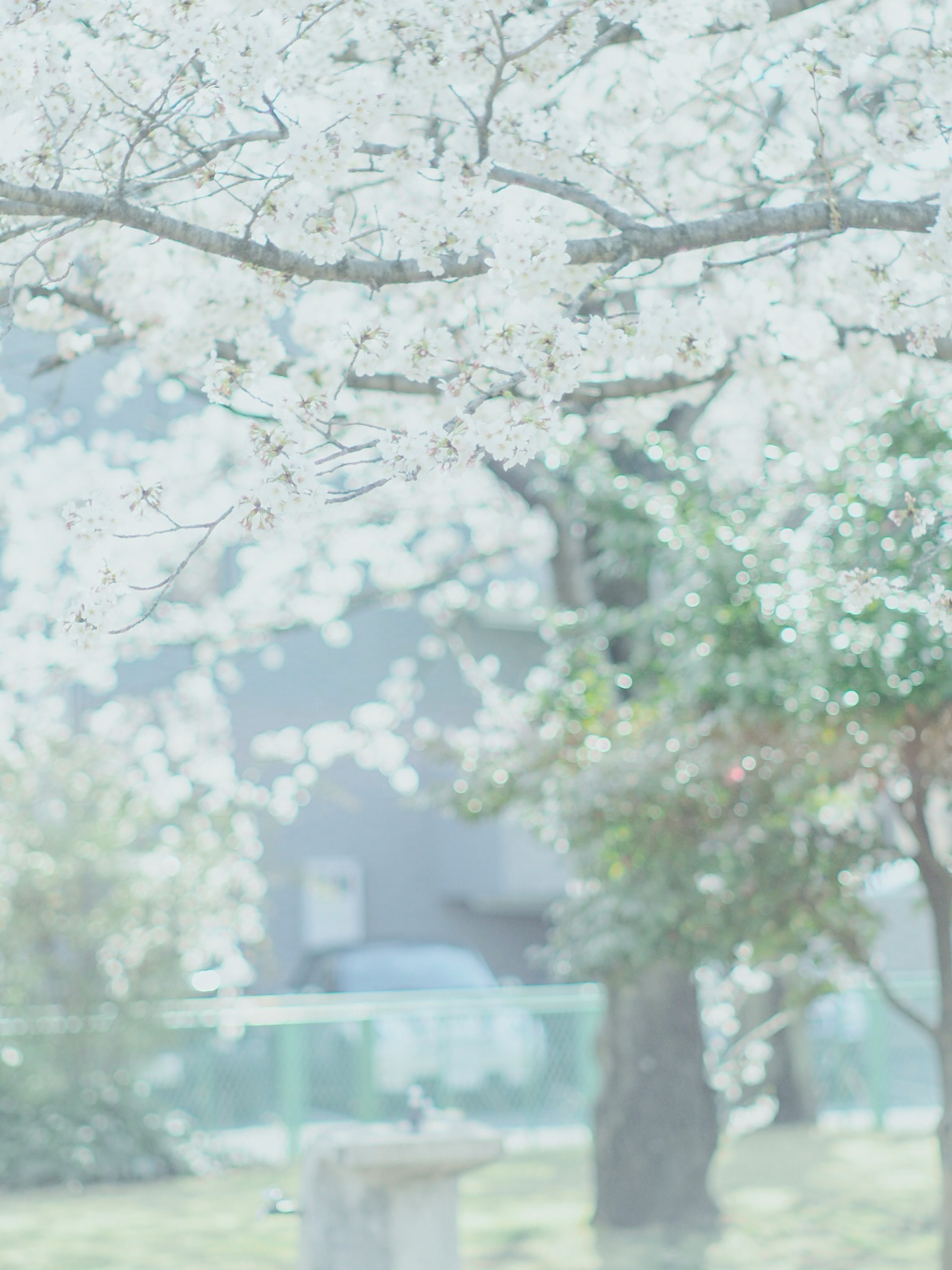 桜の花が咲く木の枝と背景の柔らかな緑の風景