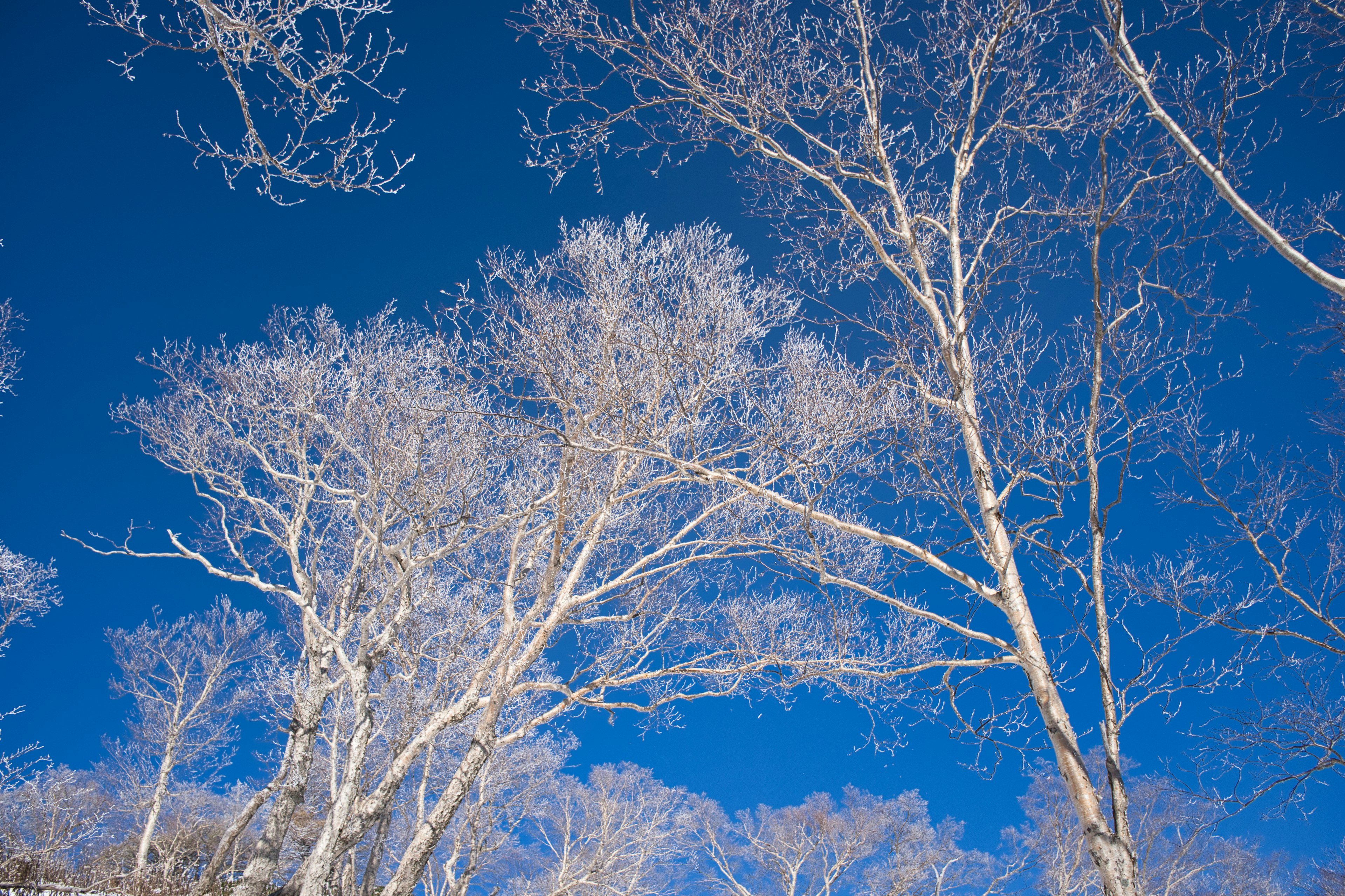 Un paysage avec des arbres blancs sous un ciel bleu