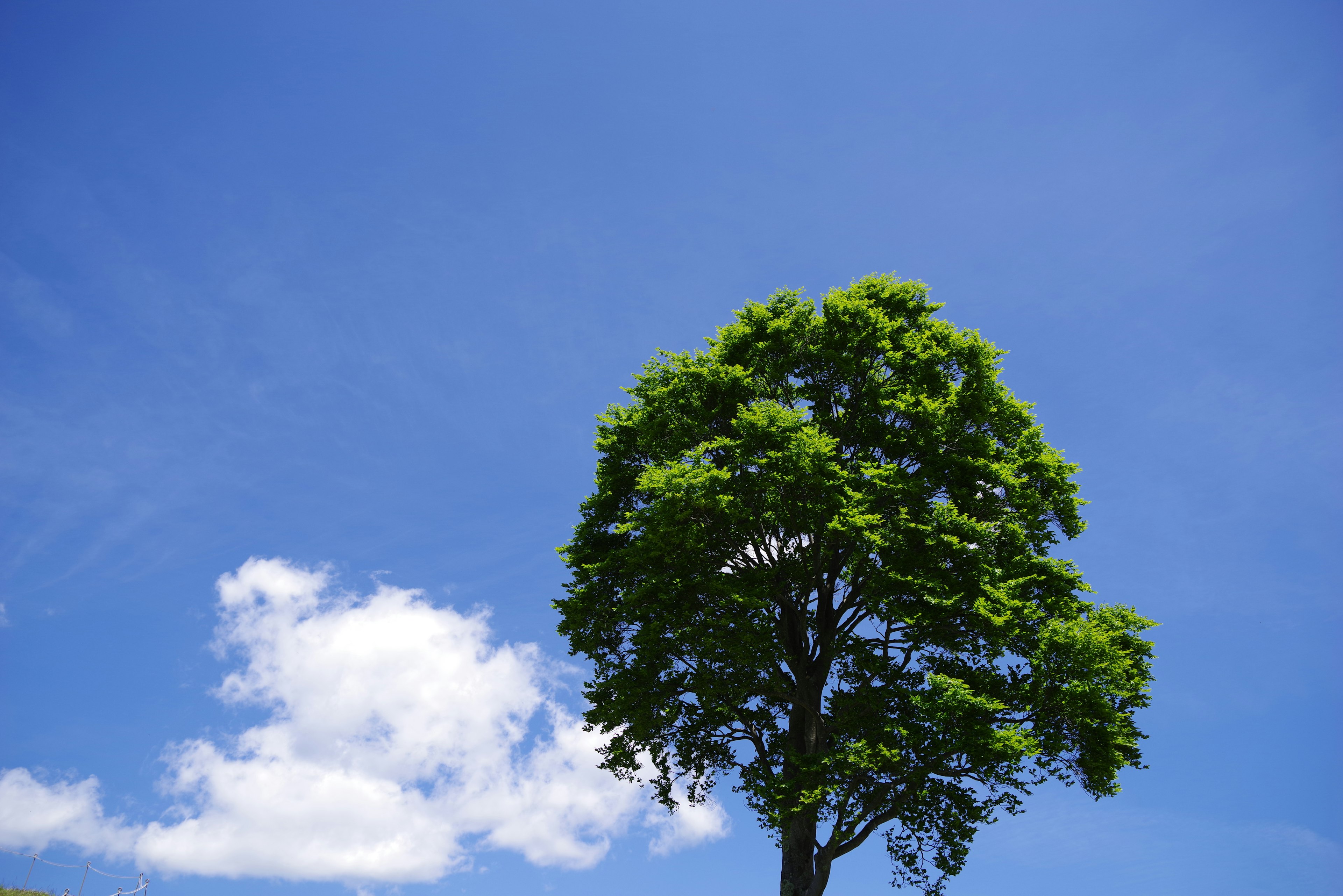 A green tree against a blue sky