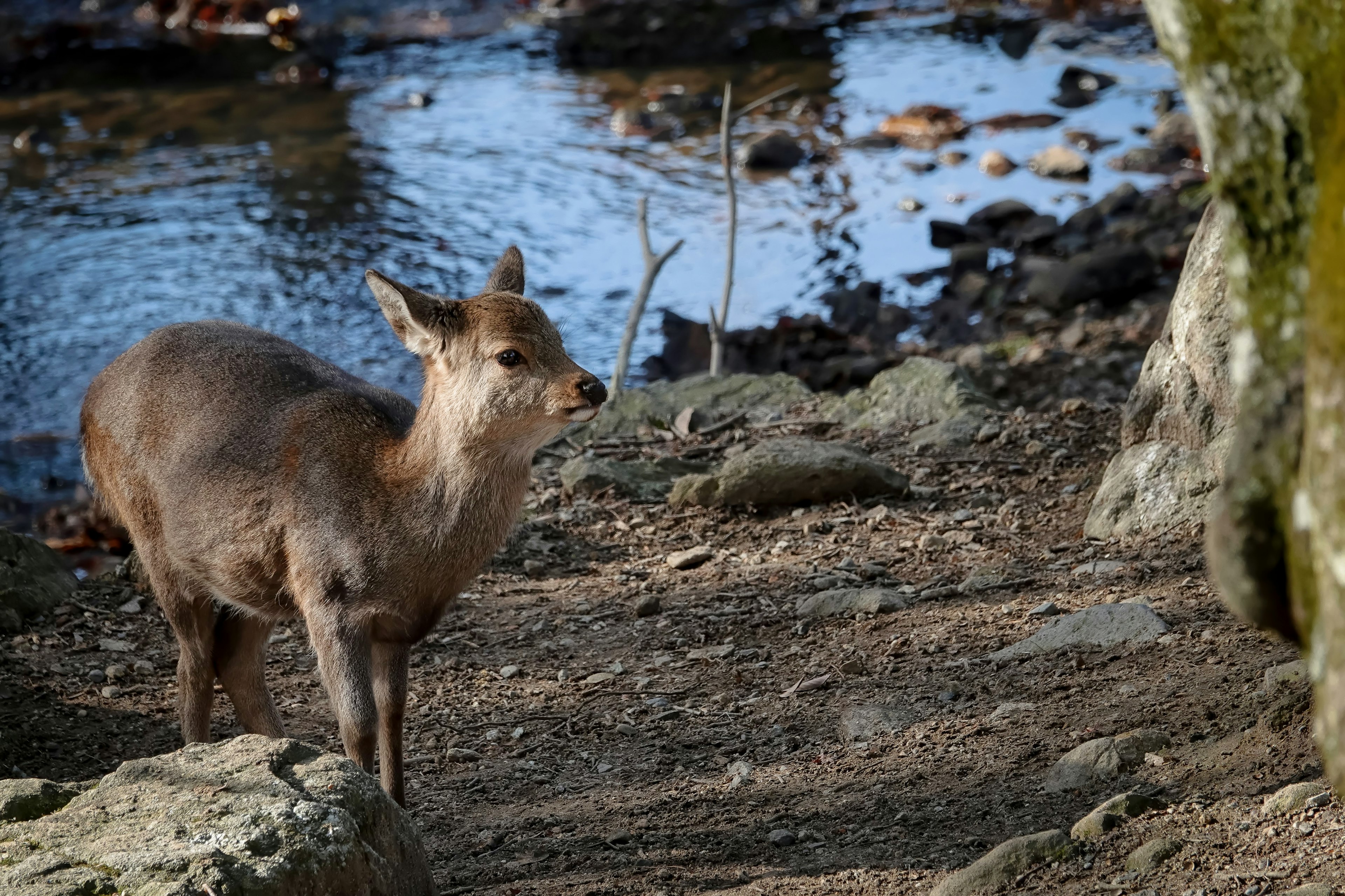 A deer standing near a stream in a natural setting