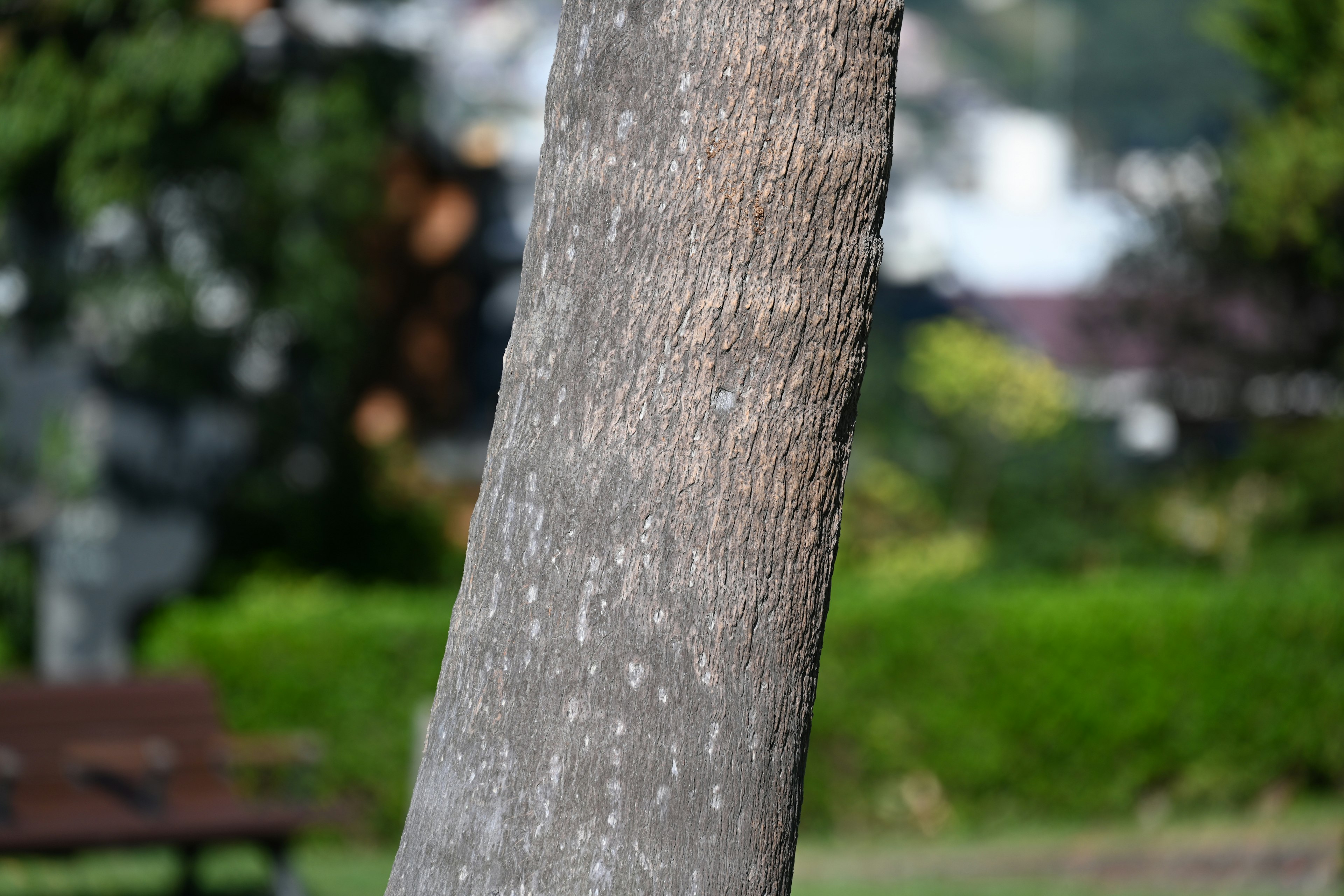 Close-up batang pohon dengan rumput hijau buram dan bangku di latar belakang