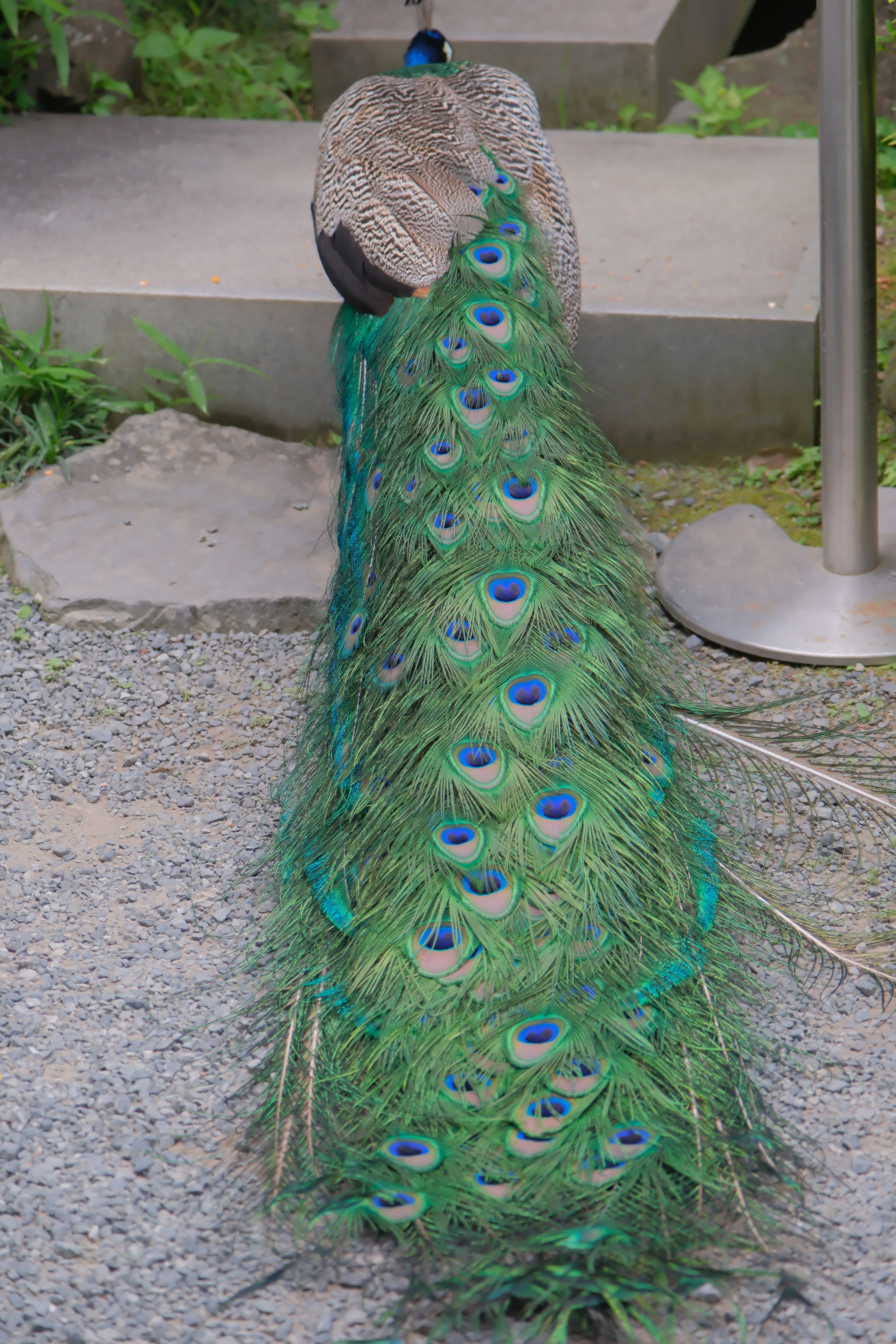 Ein schöner Pfau zeigt seine lebendigen grünen Federn