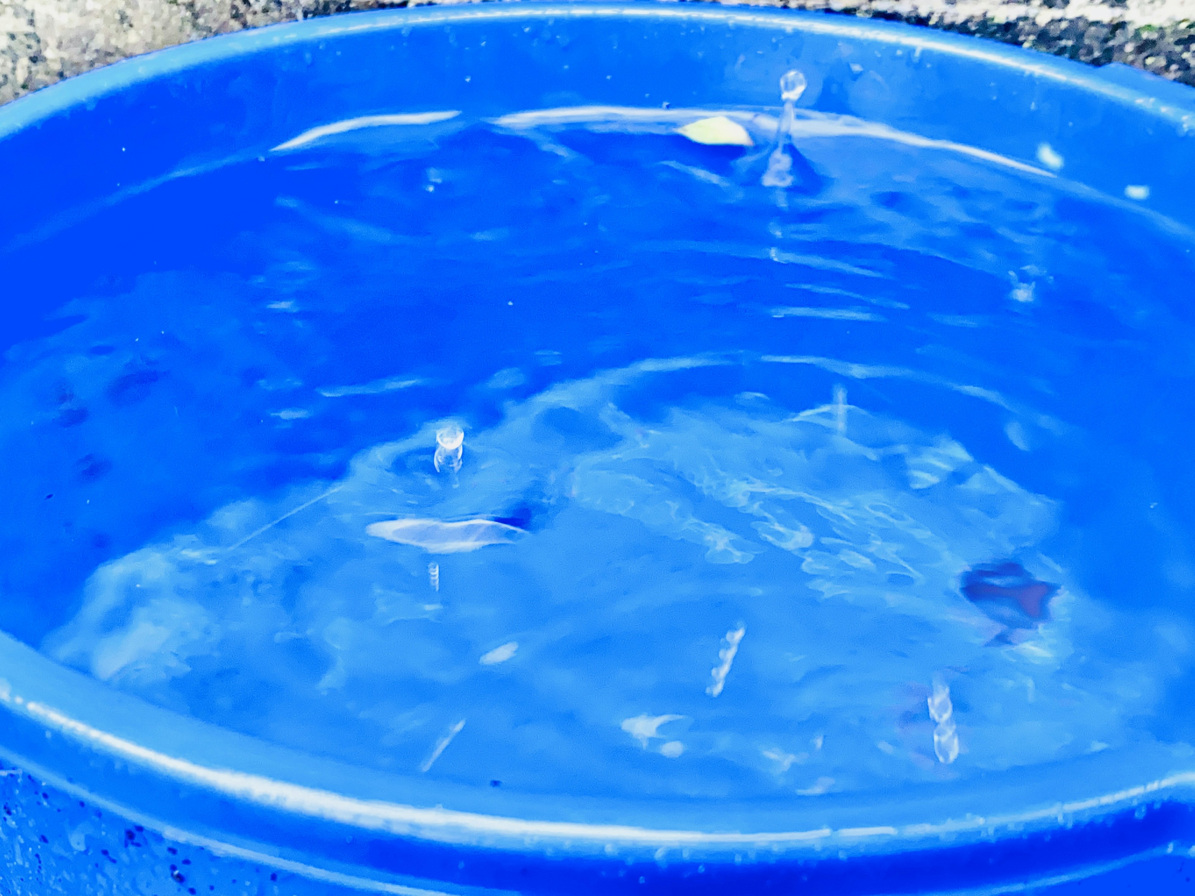 Blauer Pool mit wellendem Wasser und schwimmenden Blättern