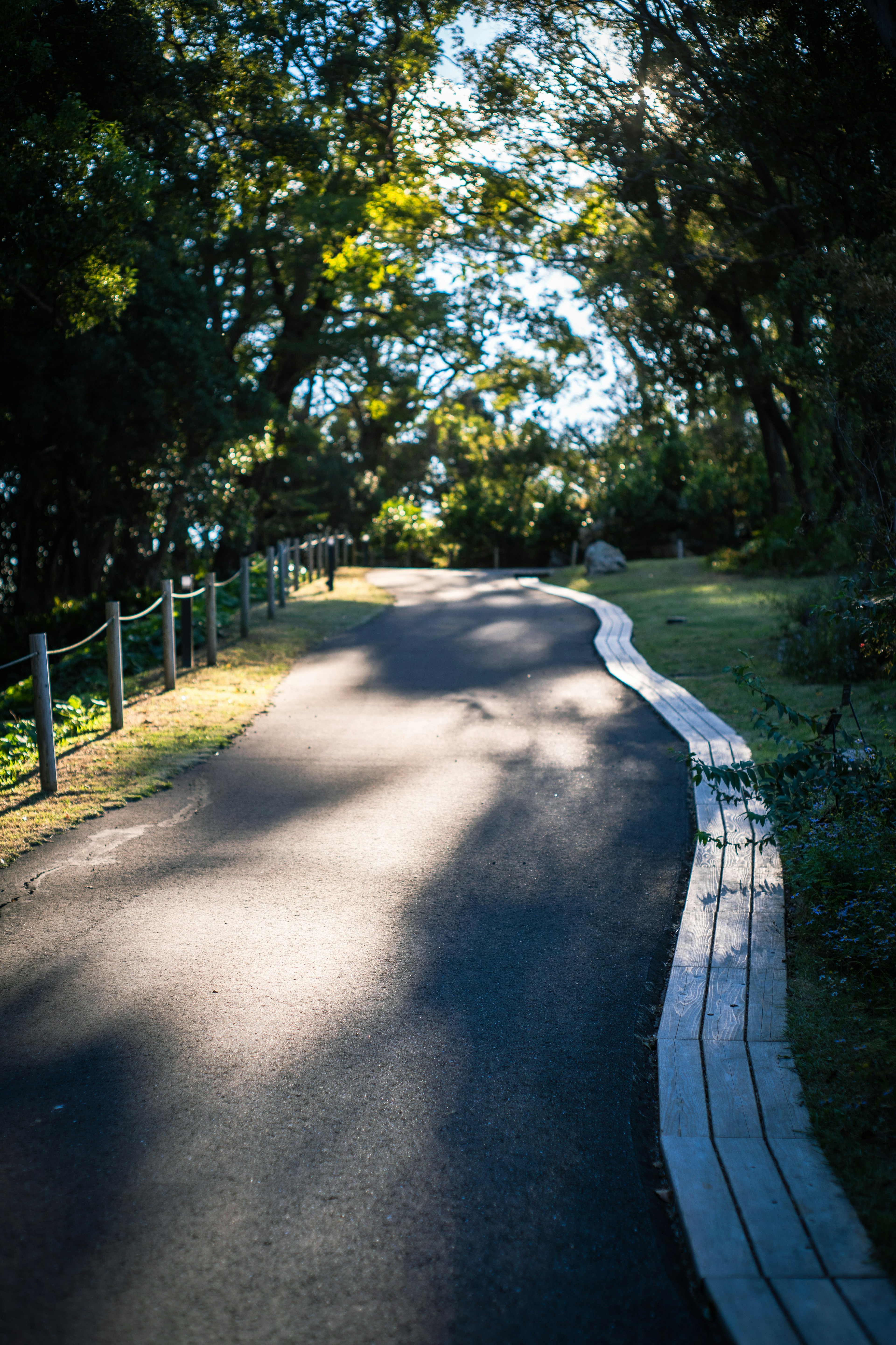 Camino pavimentado en curva rodeado de árboles verdes