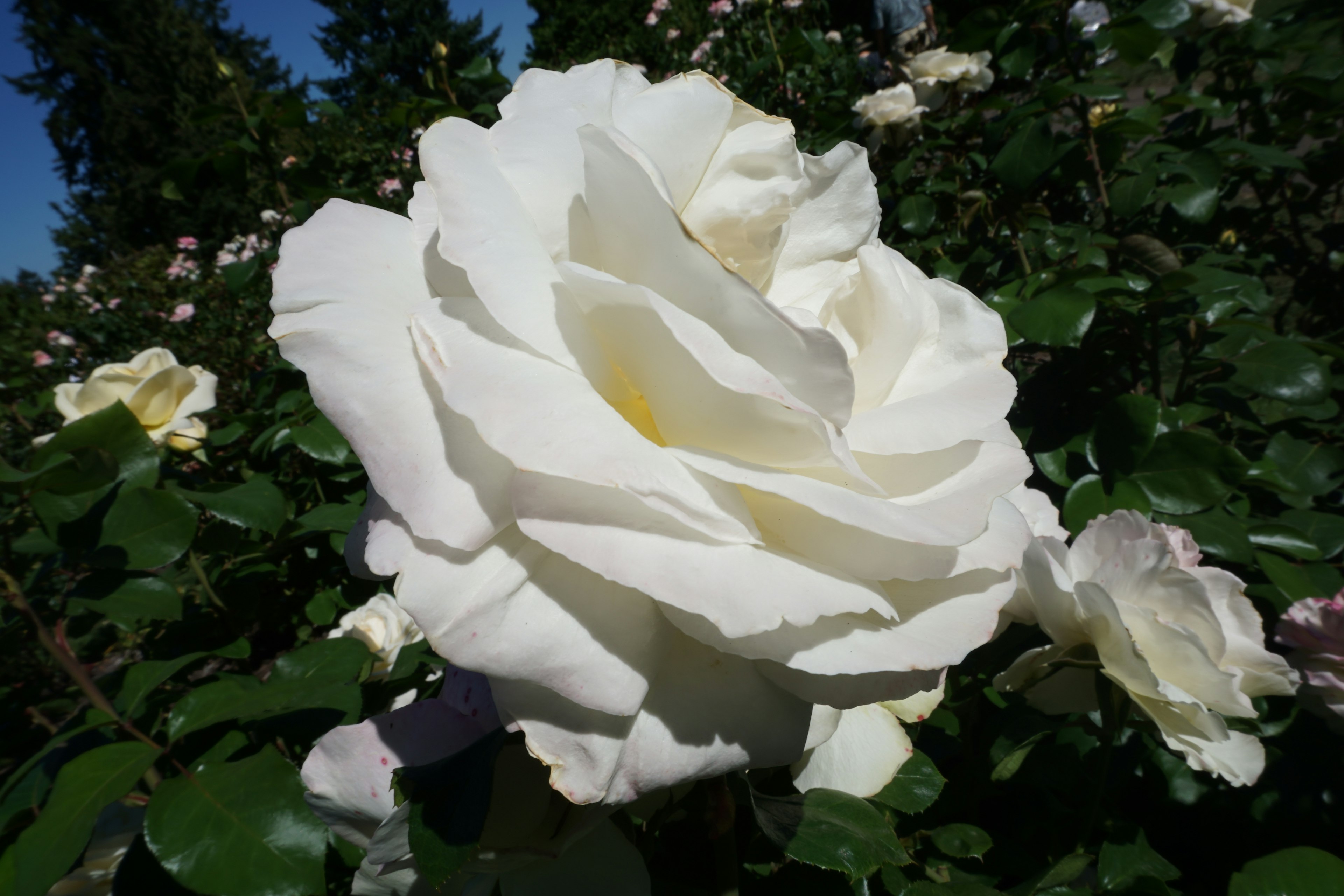 Nahaufnahme einer weißen Rose, die zwischen grünen Blättern blüht