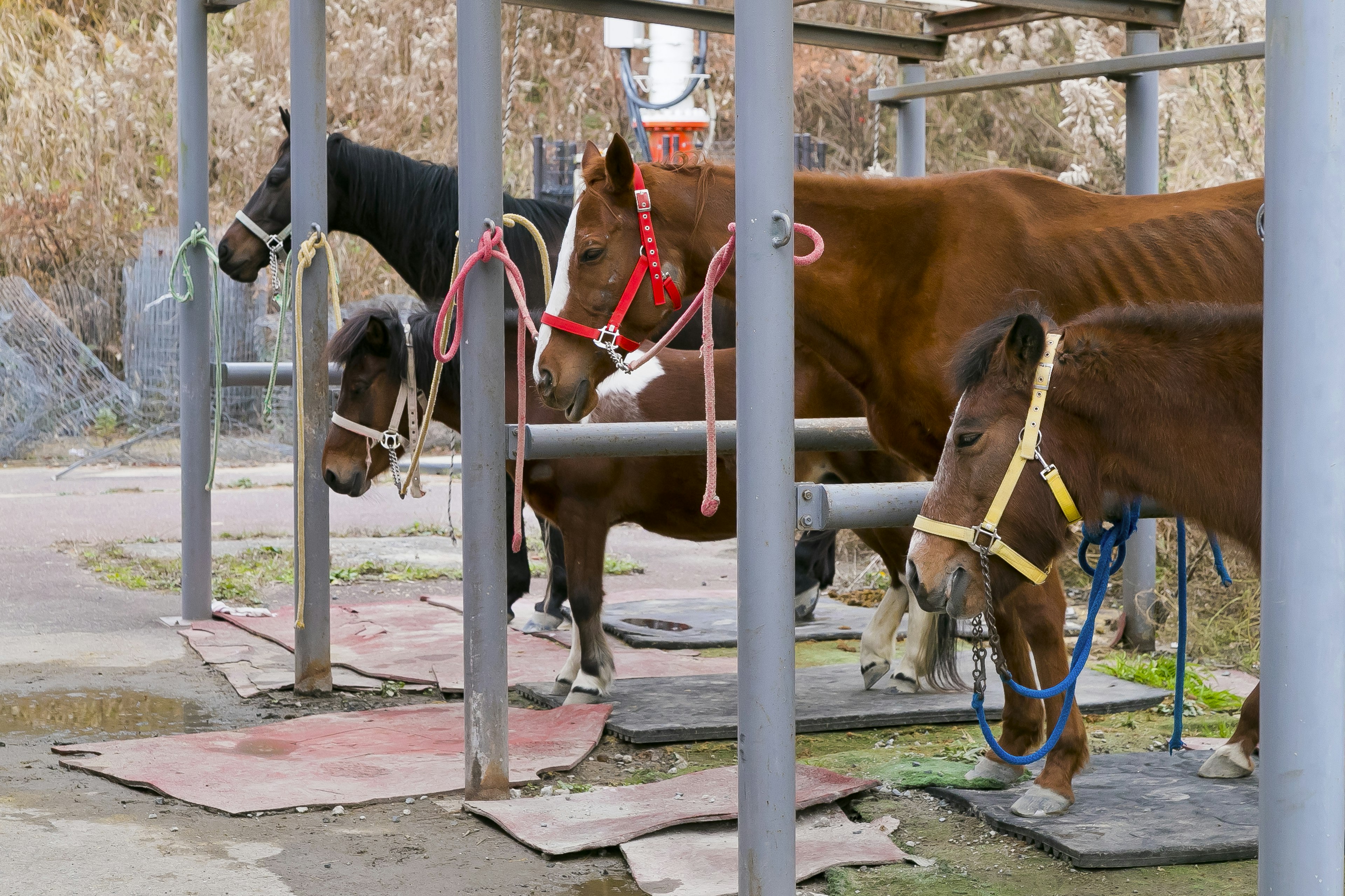 Horses tied at a stable with various harnesses