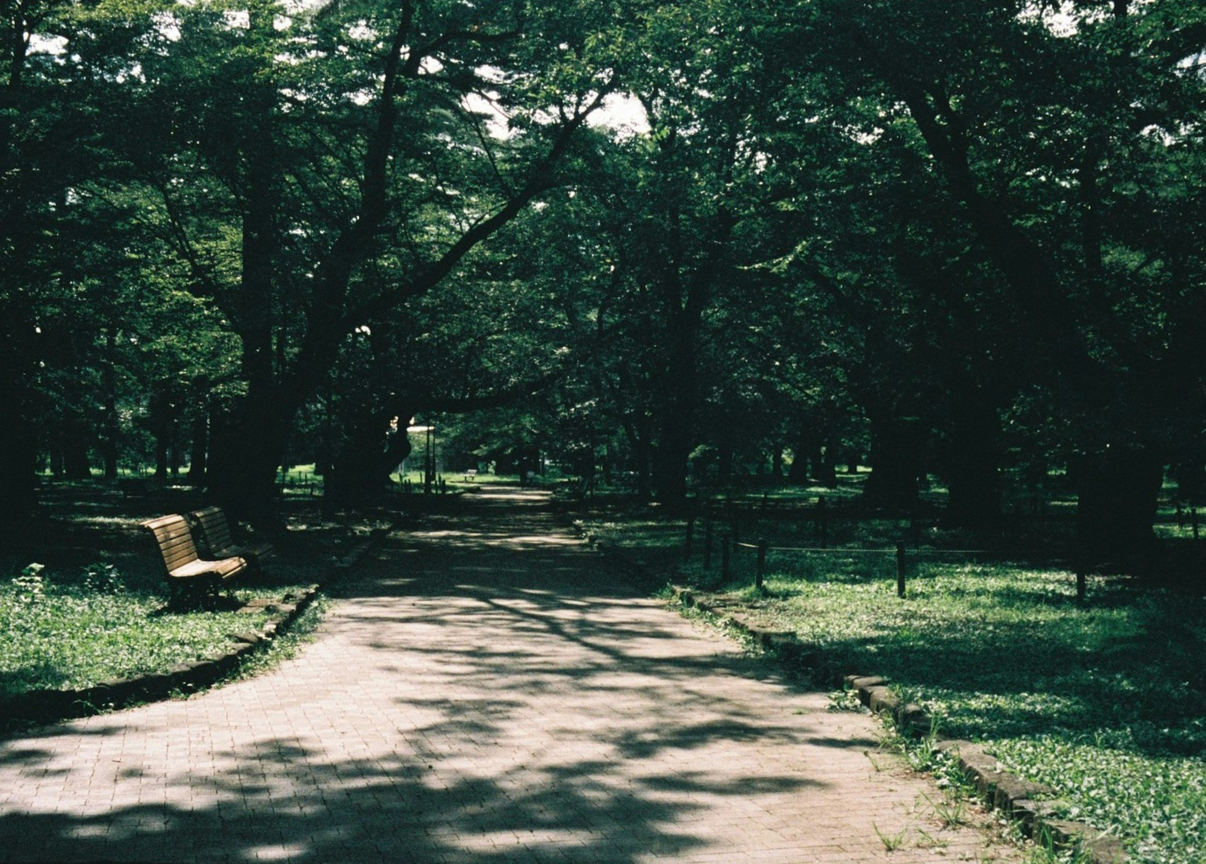 Ein ruhiger Parkweg umgeben von Grün mit einer Bank