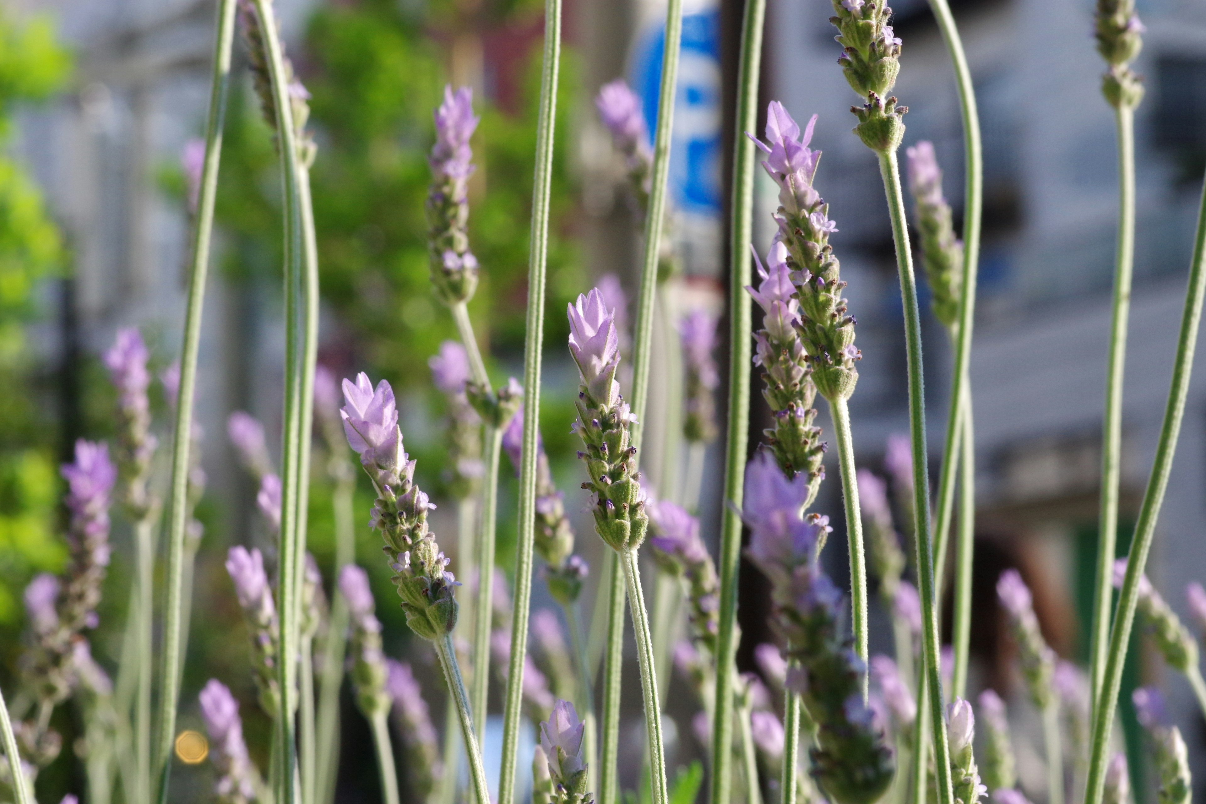 紫色のラベンダーの花が咲いている風景